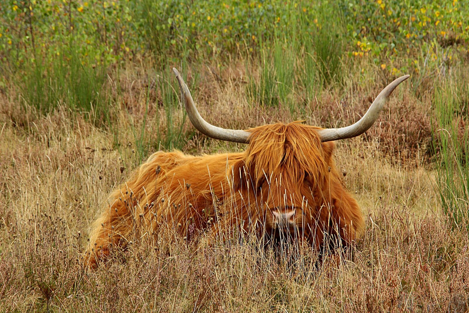 Canon EOS 450D (EOS Rebel XSi / EOS Kiss X2) sample photo. Highland beef, cow, beef photography