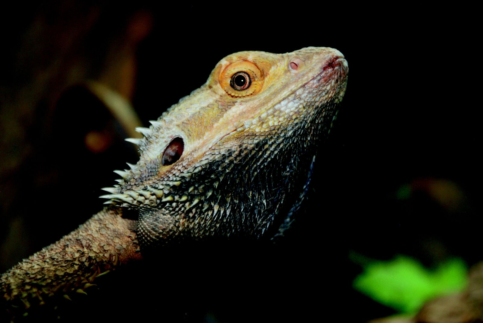 Nikon D80 sample photo. Reptile, zoo, nature photography