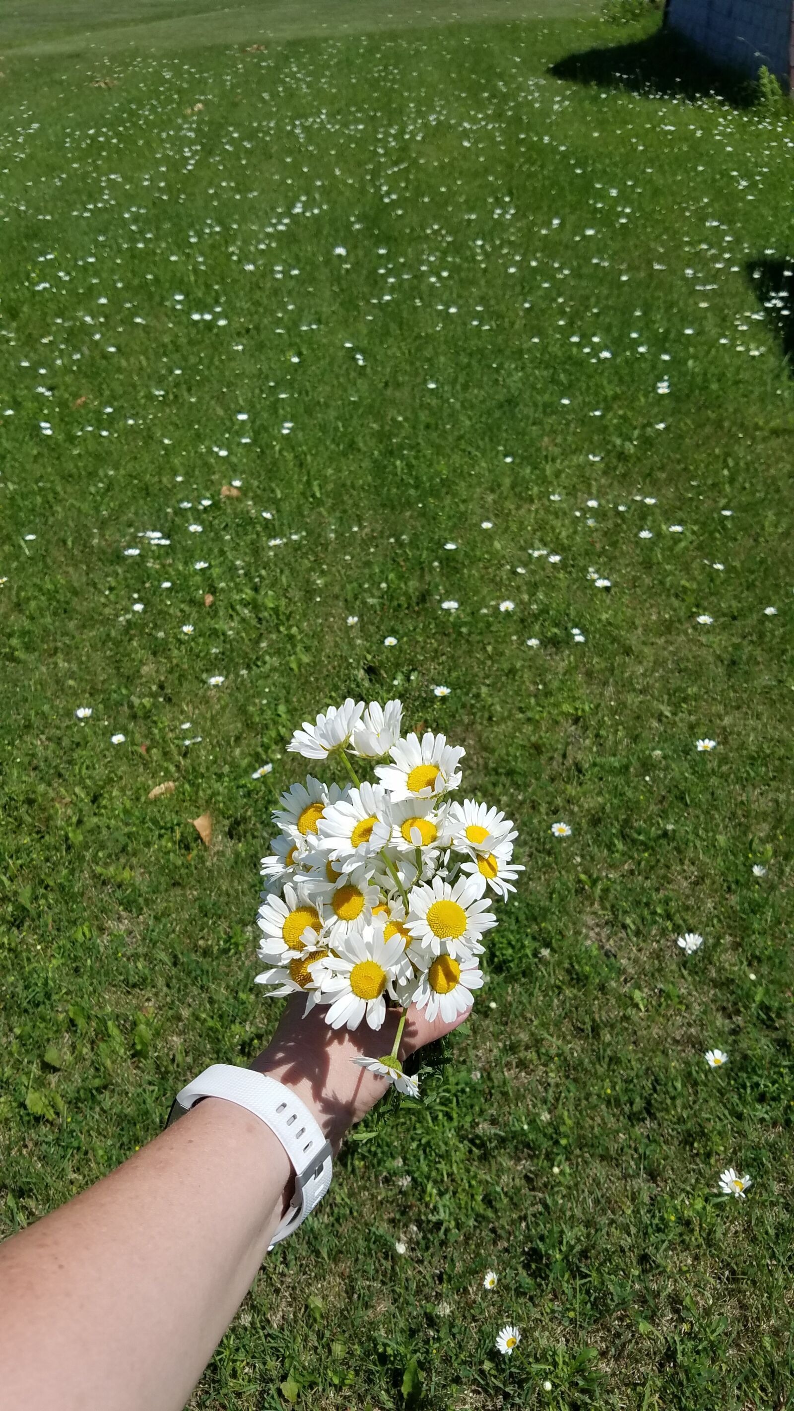 Samsung Galaxy S7 sample photo. Daisy, daisies, flower photography