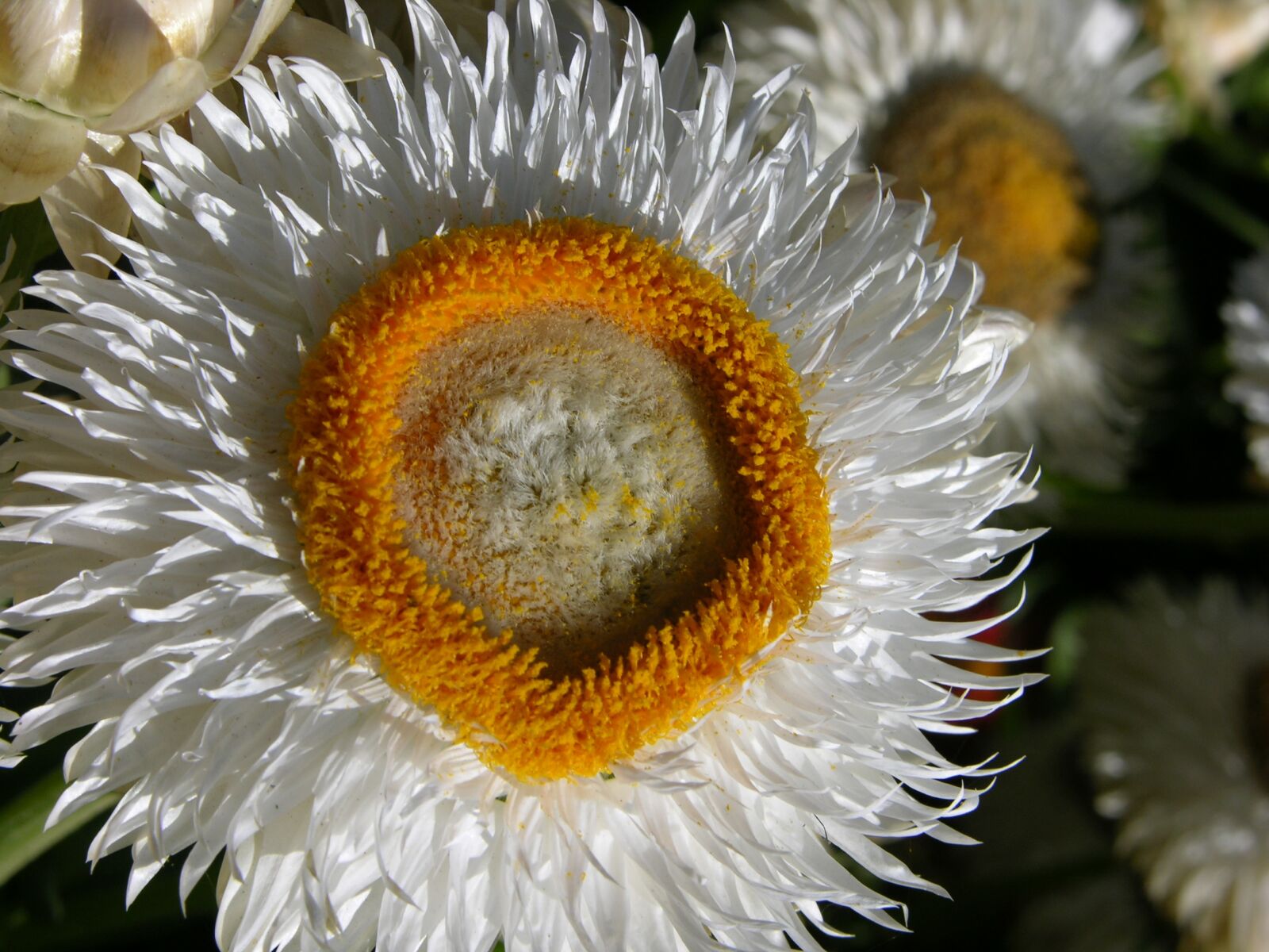 Nikon E8700 sample photo. Nature, flora, closeup photography