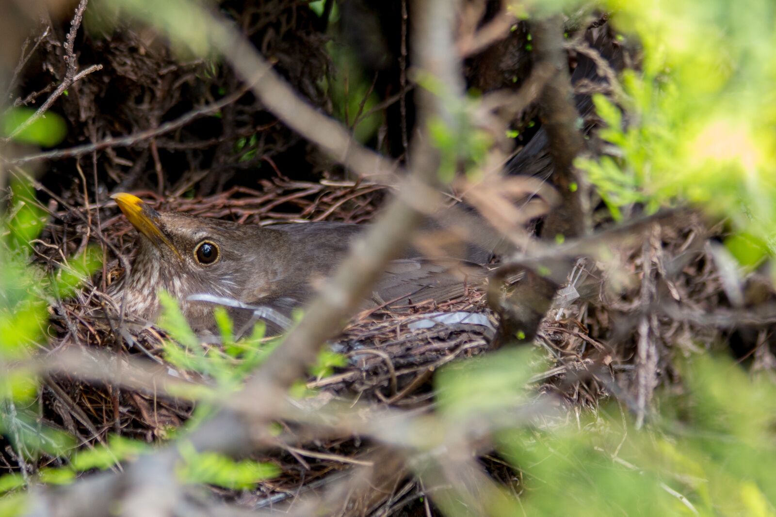 Canon EF 70-300mm F4-5.6 IS USM sample photo. Blackbird, nest, bird's nest photography
