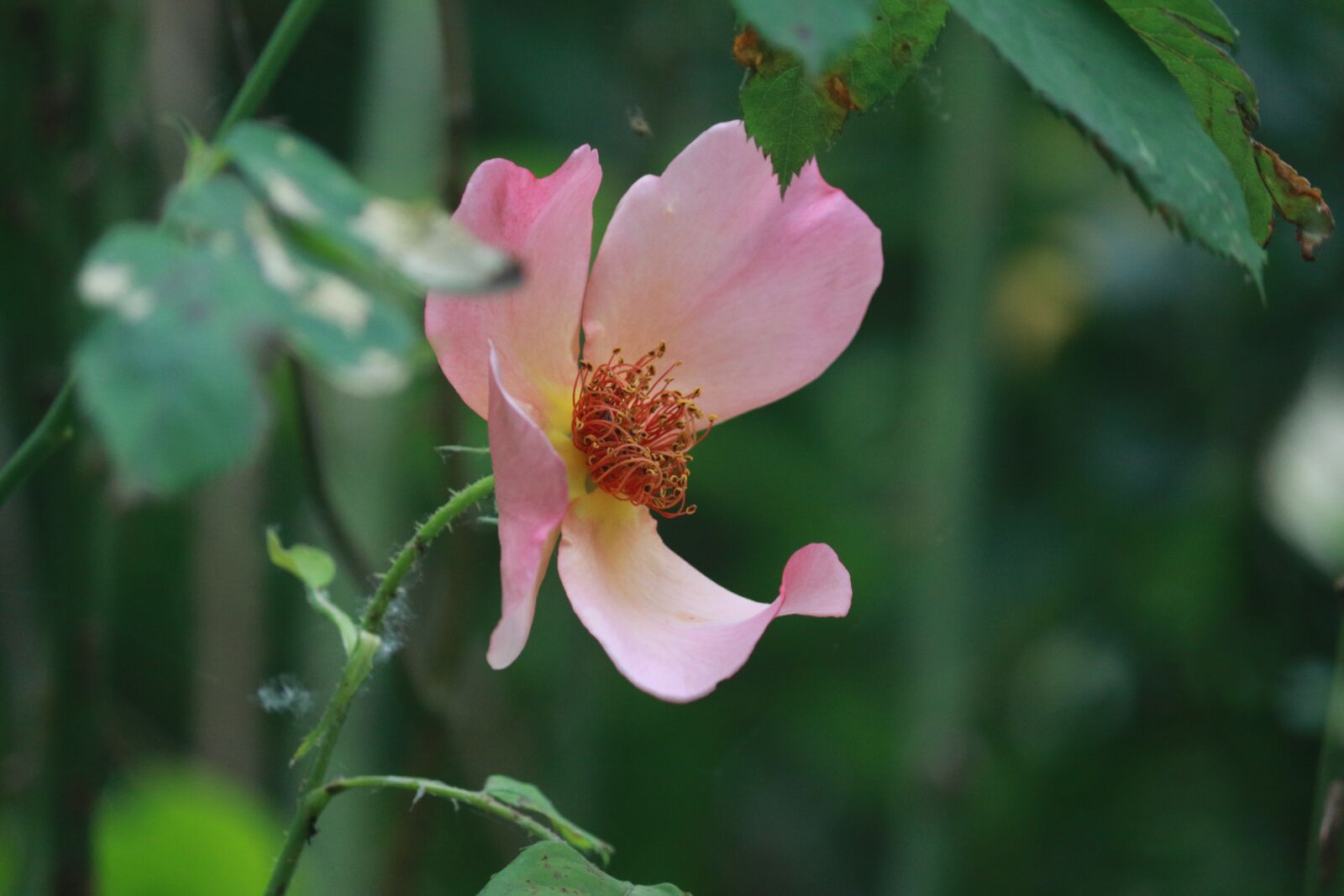 Canon EOS 70D sample photo. Rosebush, simple flower, flowering photography