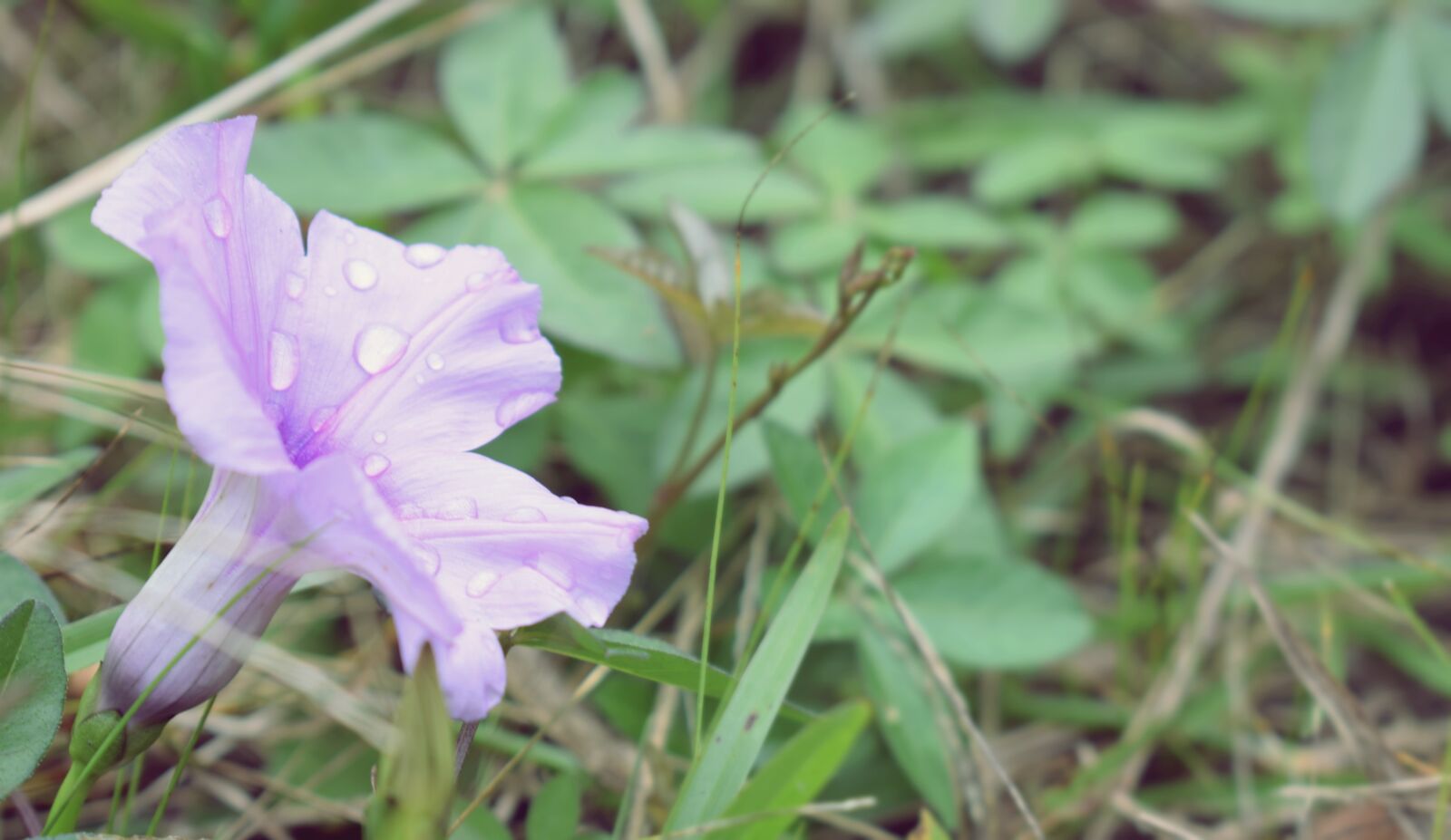 Nikon D5300 sample photo. Flower, nature, flourish photography