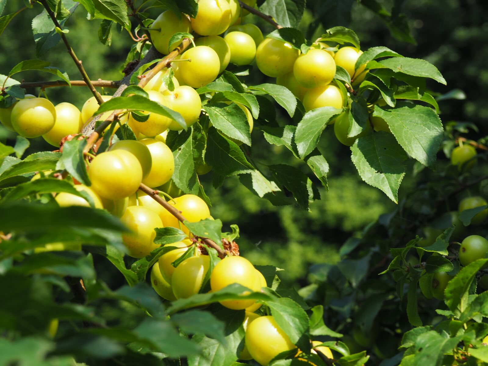Olympus OM-D E-M10 sample photo. Ringlotte, yellow plums, fruit photography