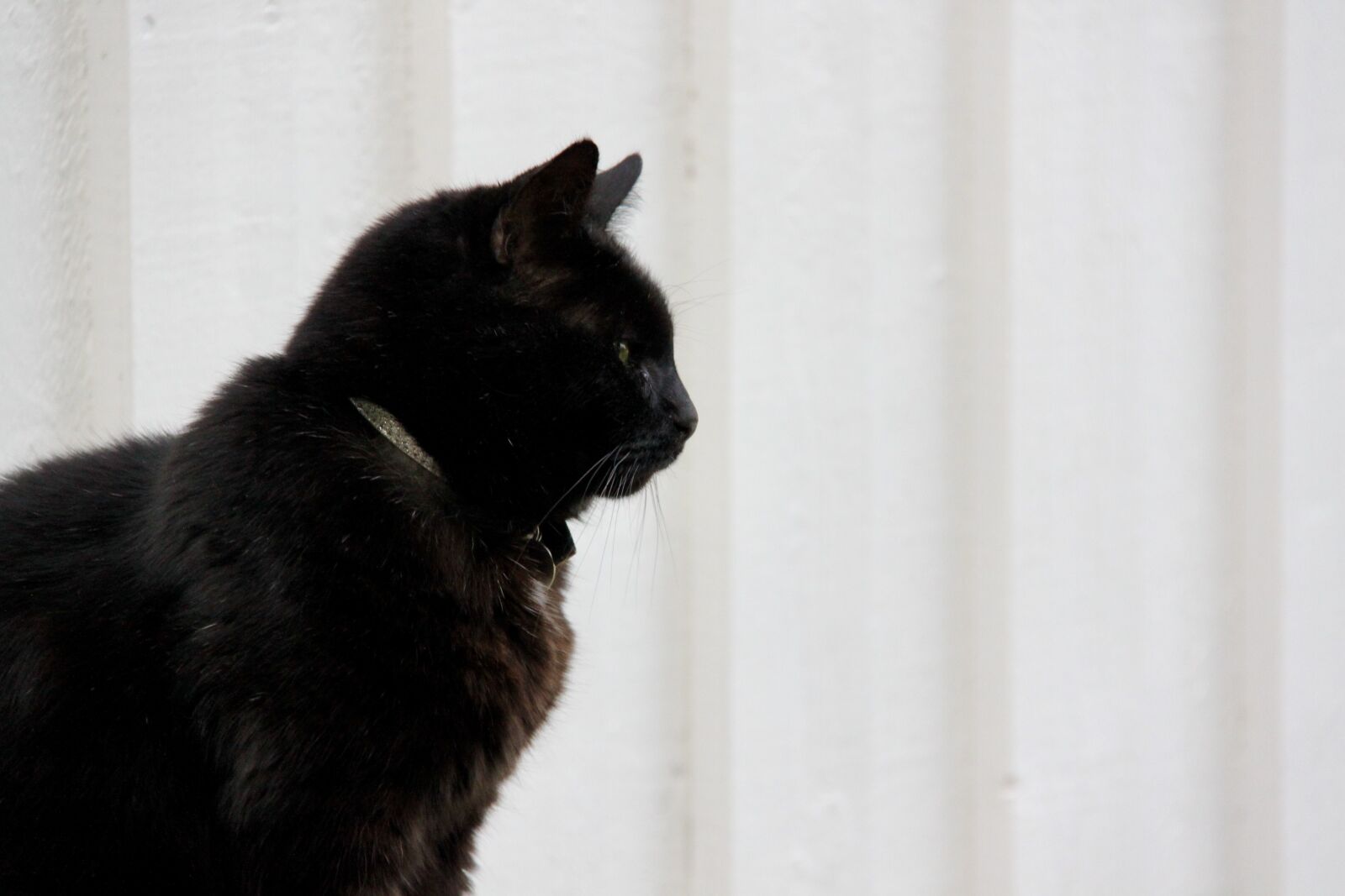 Canon EOS 500D (EOS Rebel T1i / EOS Kiss X3) sample photo. Cat, black, dark photography
