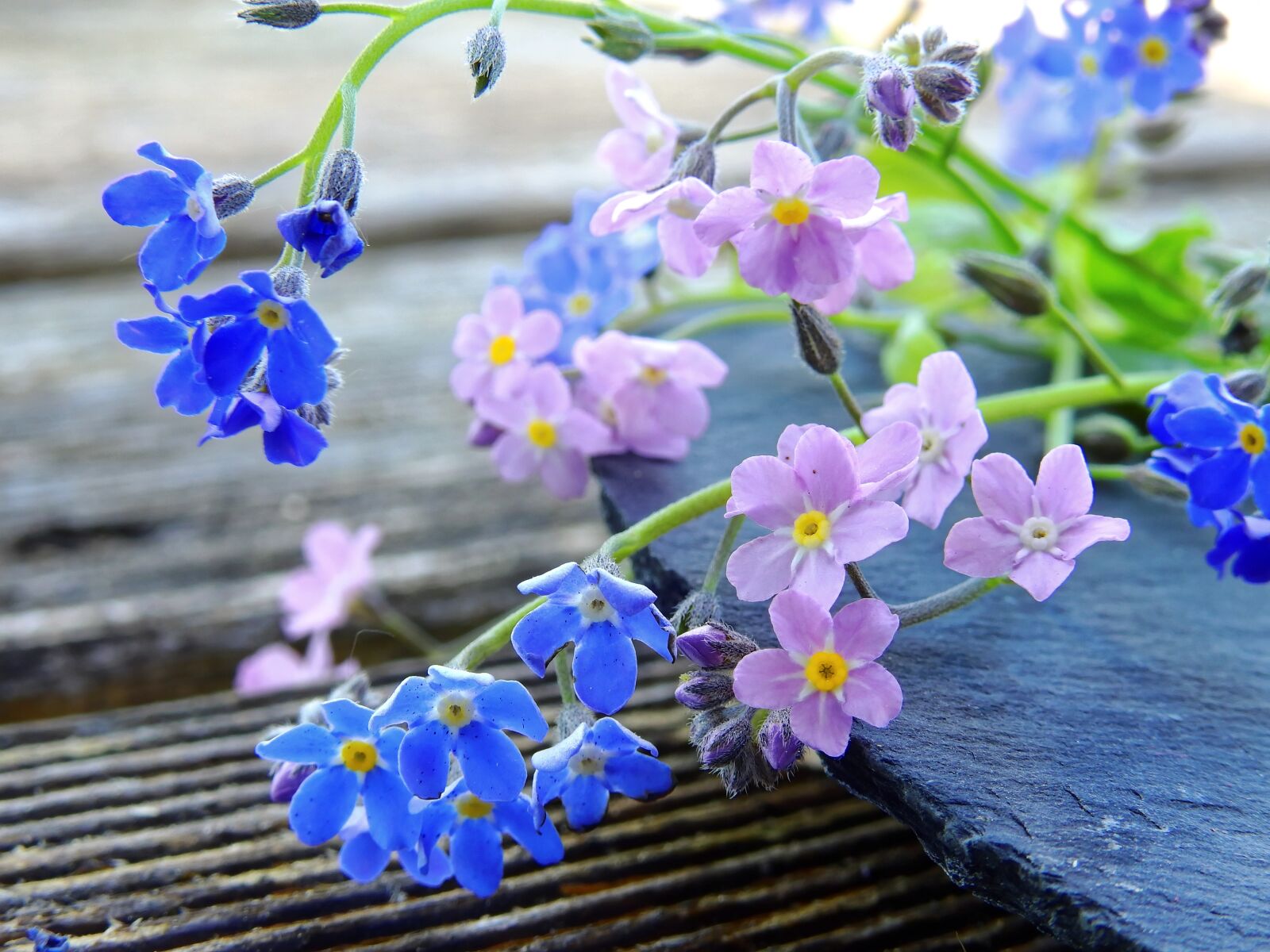 Nikon Coolpix P900 sample photo. Forget me not, flowers photography