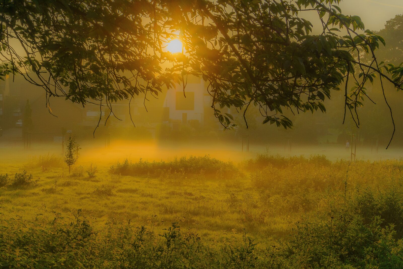 Sony a6000 sample photo. Sunrise, fog, tree photography