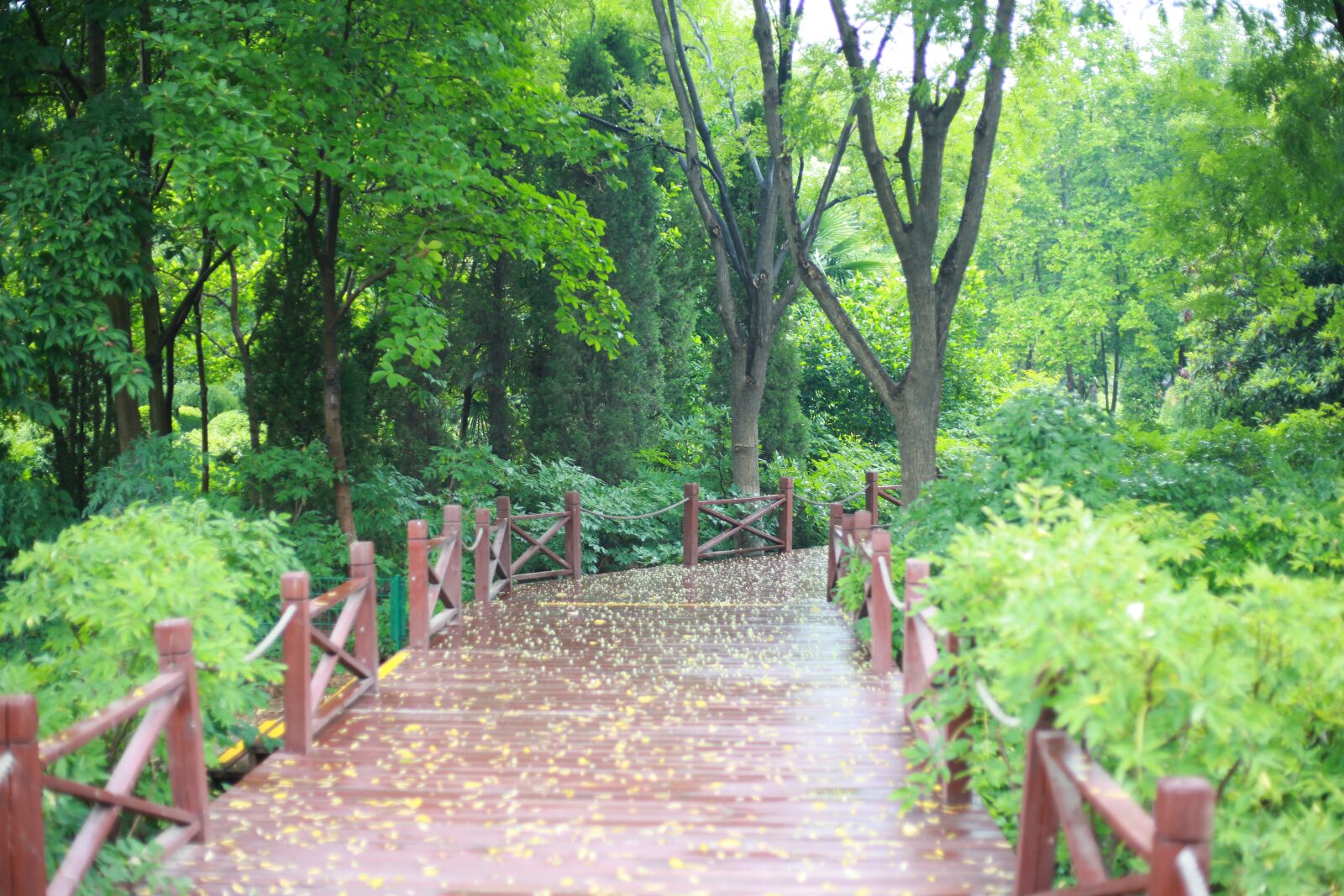 Canon EOS 5D Mark II sample photo. Woods, after, rain photography