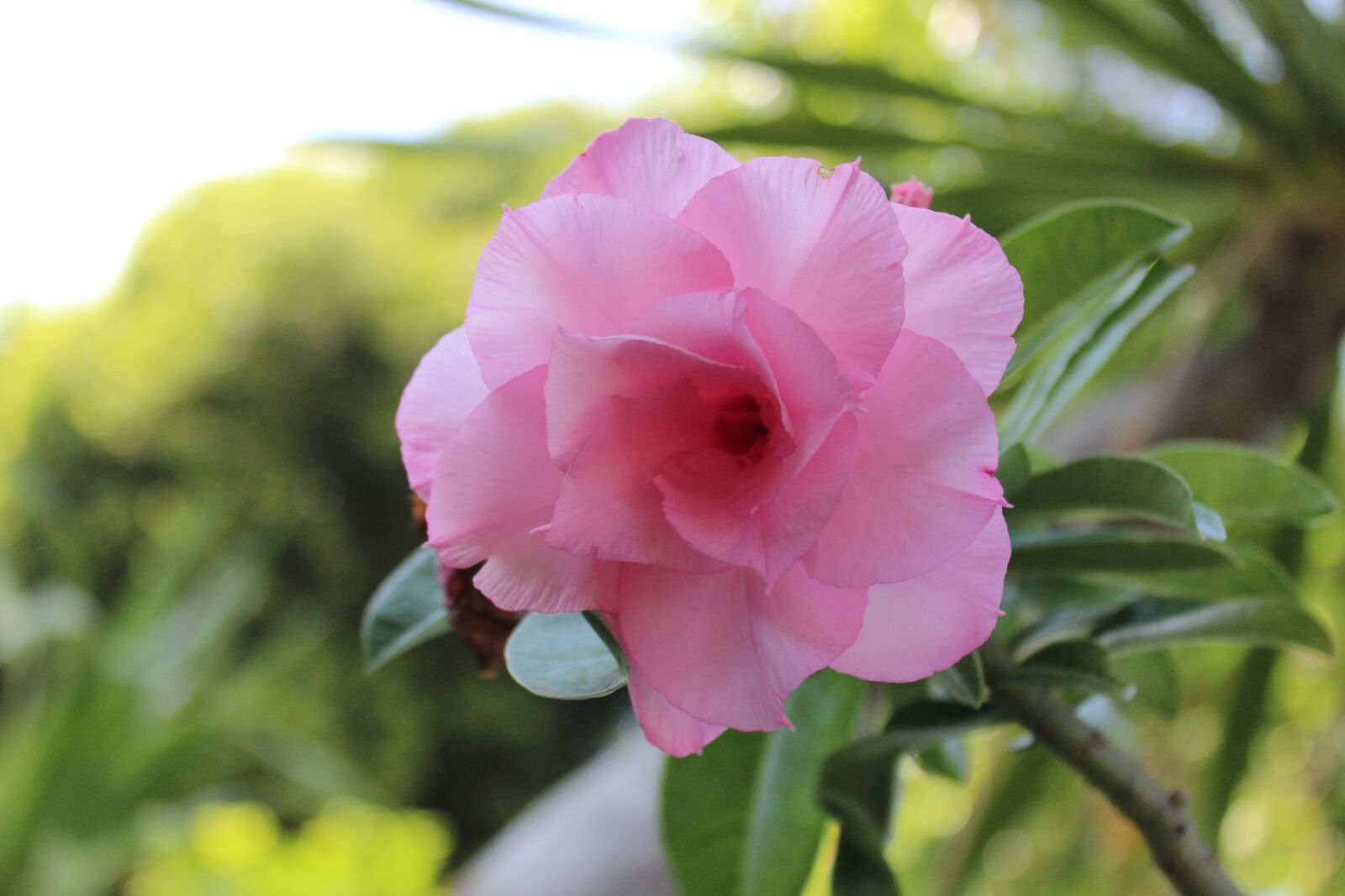 Canon EOS 600D (Rebel EOS T3i / EOS Kiss X5) sample photo. Flowers, pink, dok invited photography