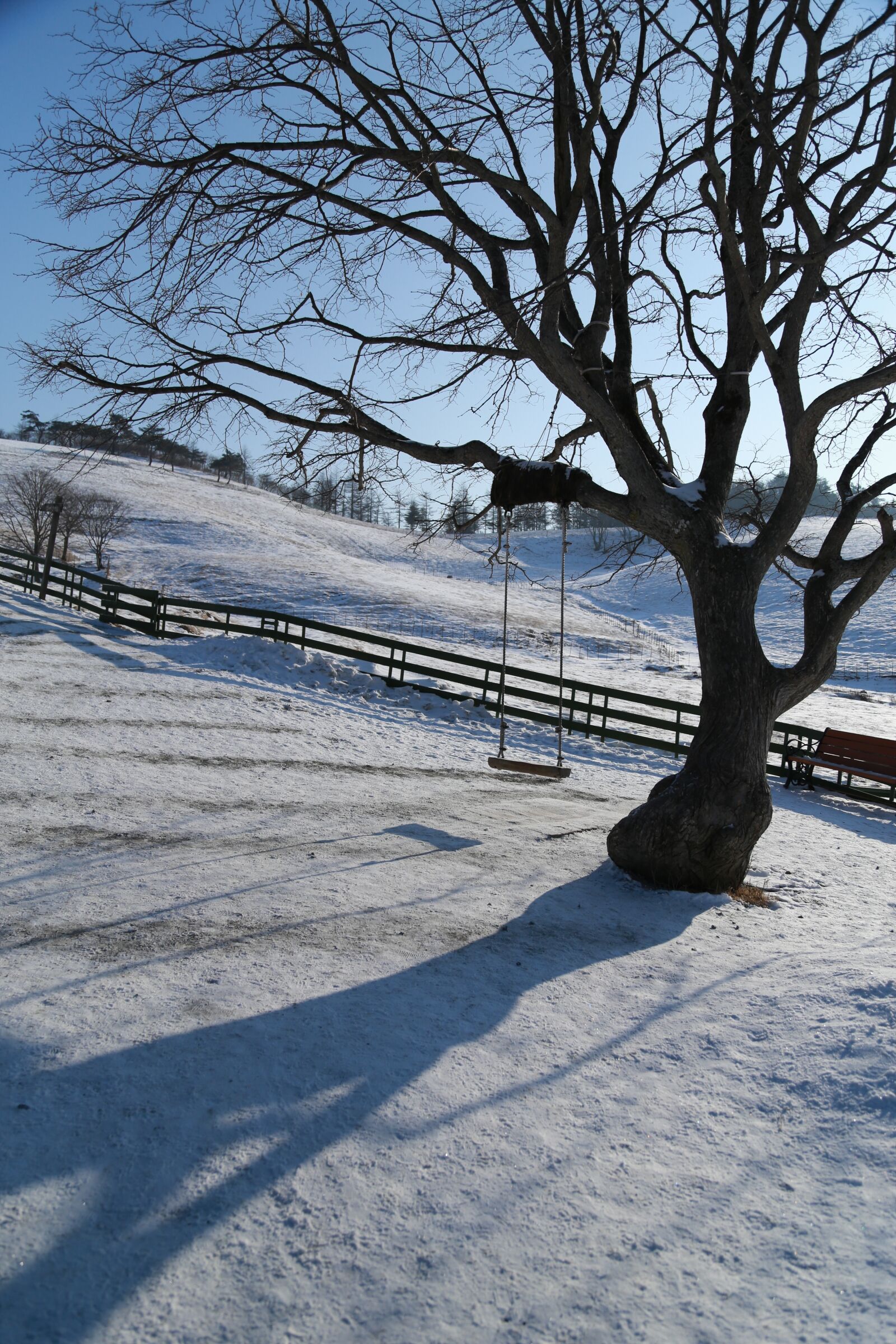 Canon EOS 6D + Canon EF 24-105mm F4L IS USM sample photo. Wood, snow, winter photography