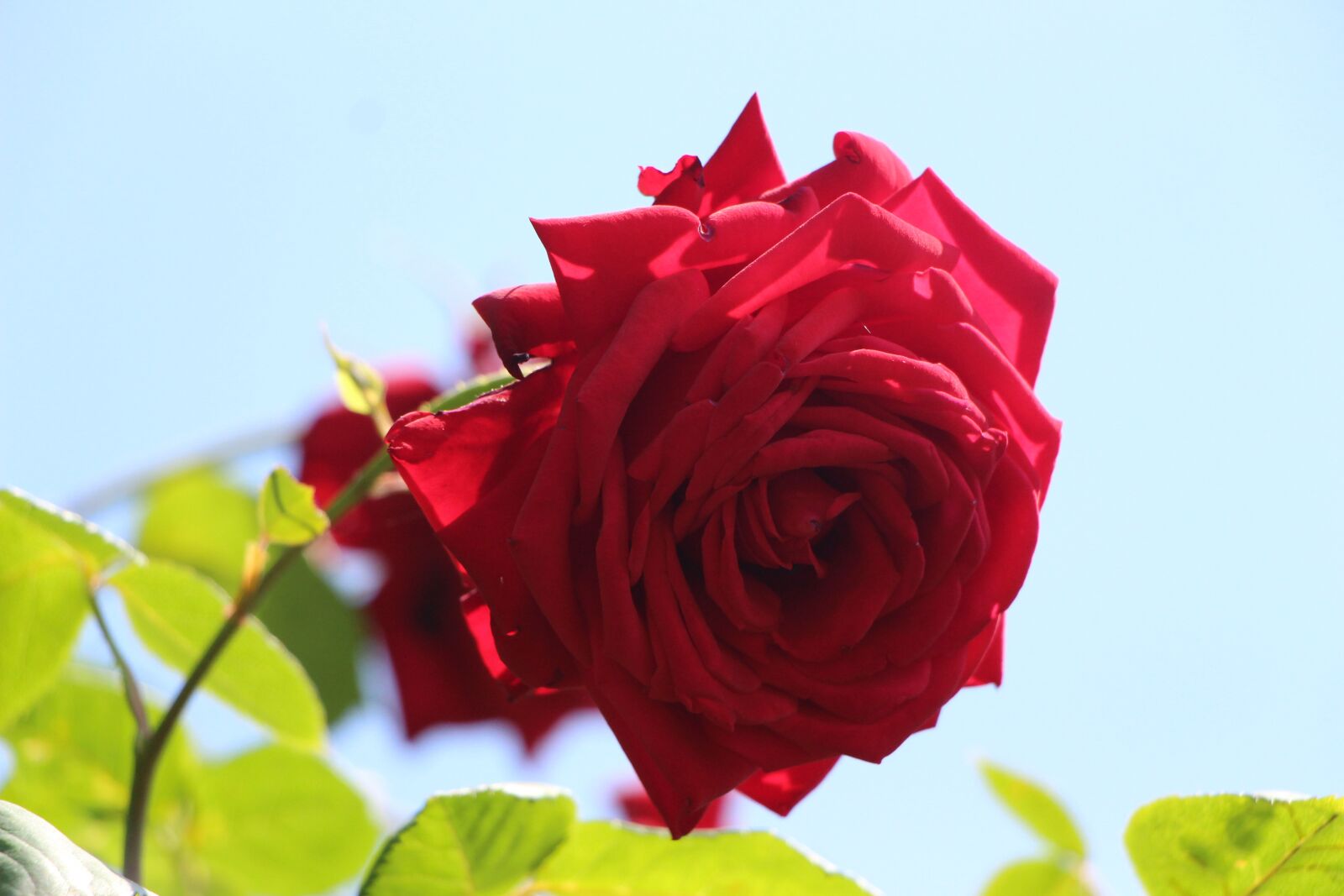 Canon EOS 700D (EOS Rebel T5i / EOS Kiss X7i) sample photo. Rose, flower, nature photography