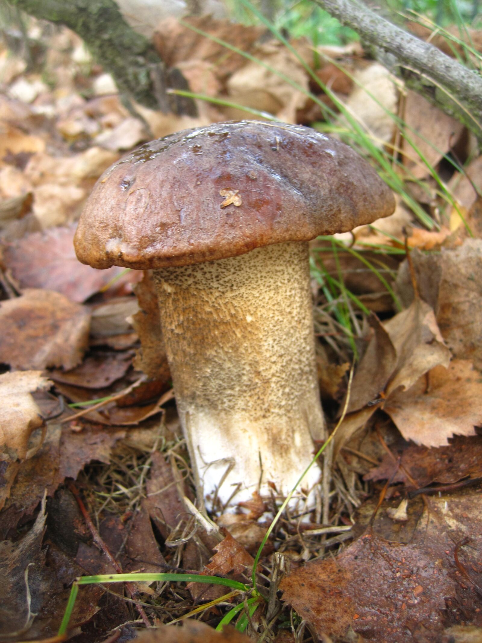 Canon PowerShot SD1200 IS (Digital IXUS 95 IS / IXY Digital 110 IS) sample photo. Birch mushroom, firs, mushroom photography