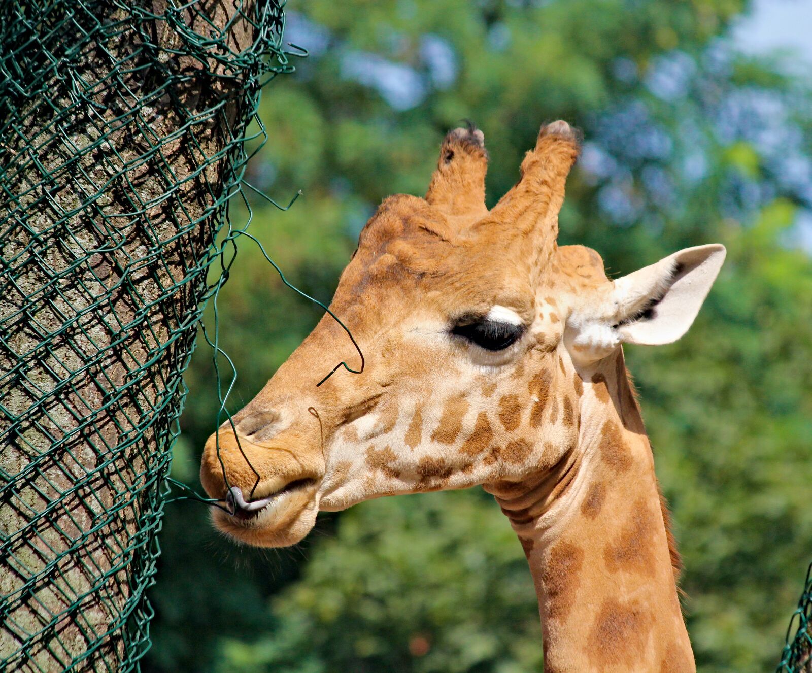 Canon EOS 550D (EOS Rebel T2i / EOS Kiss X4) sample photo. Giraffe, zoo, head photography