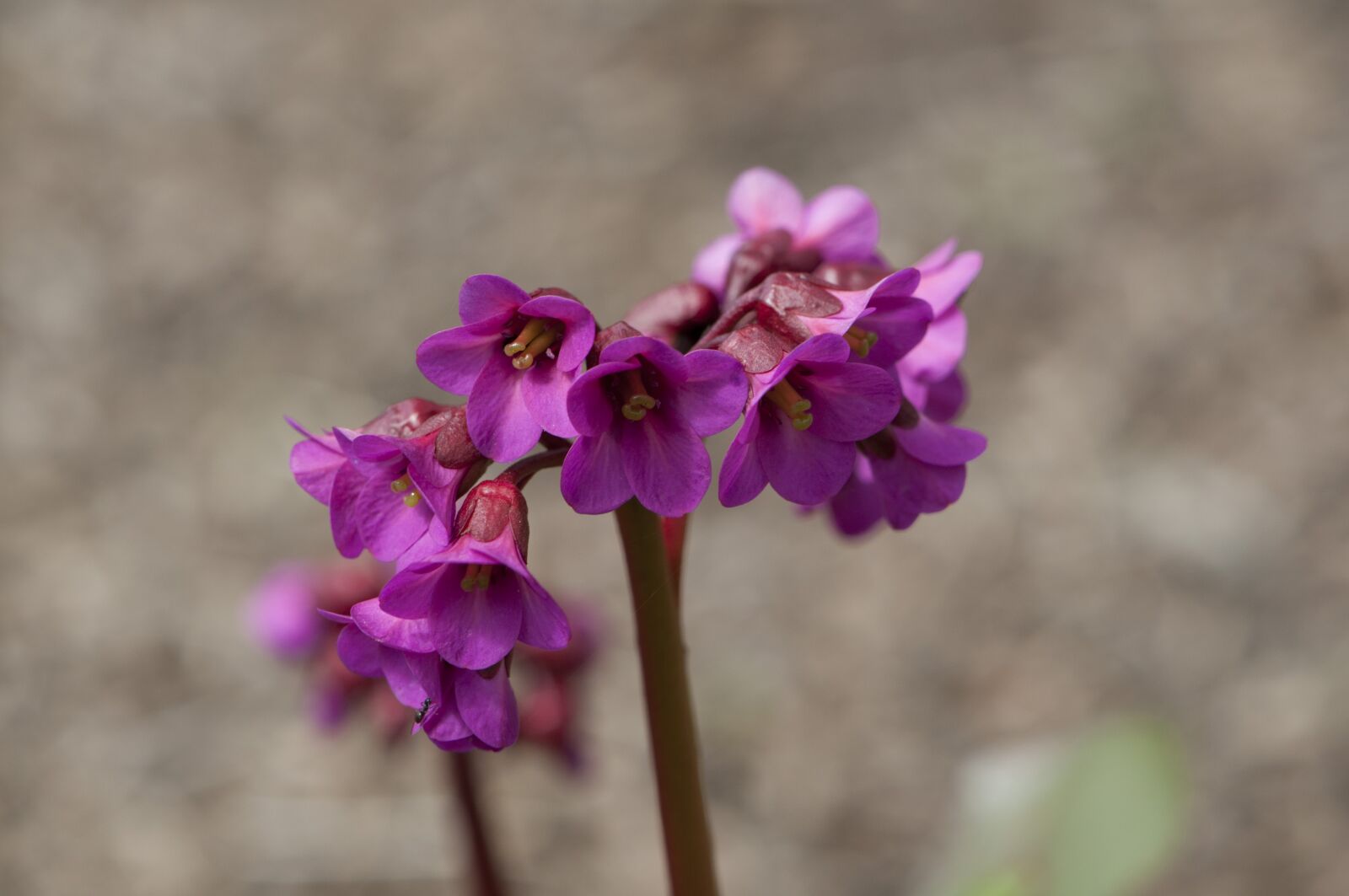 Nikon D5000 sample photo. Floral, plant, natural photography