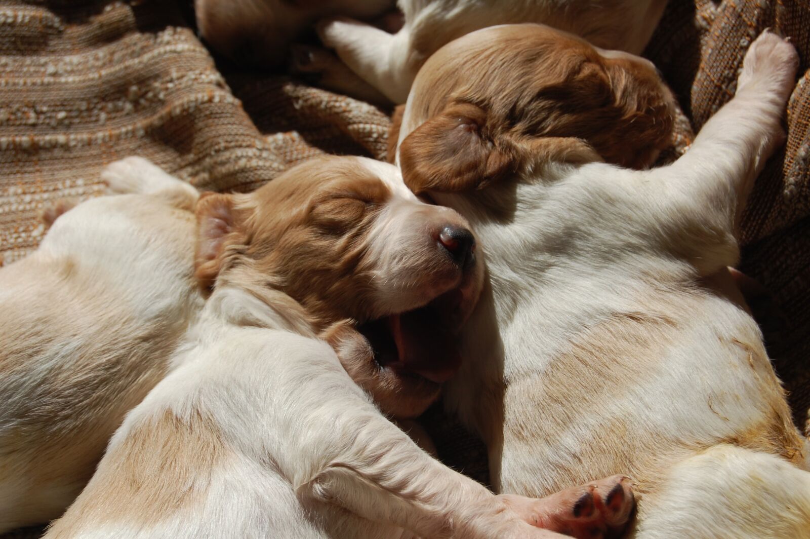 Nikon D40 sample photo. Puppies, dream, puppy photography