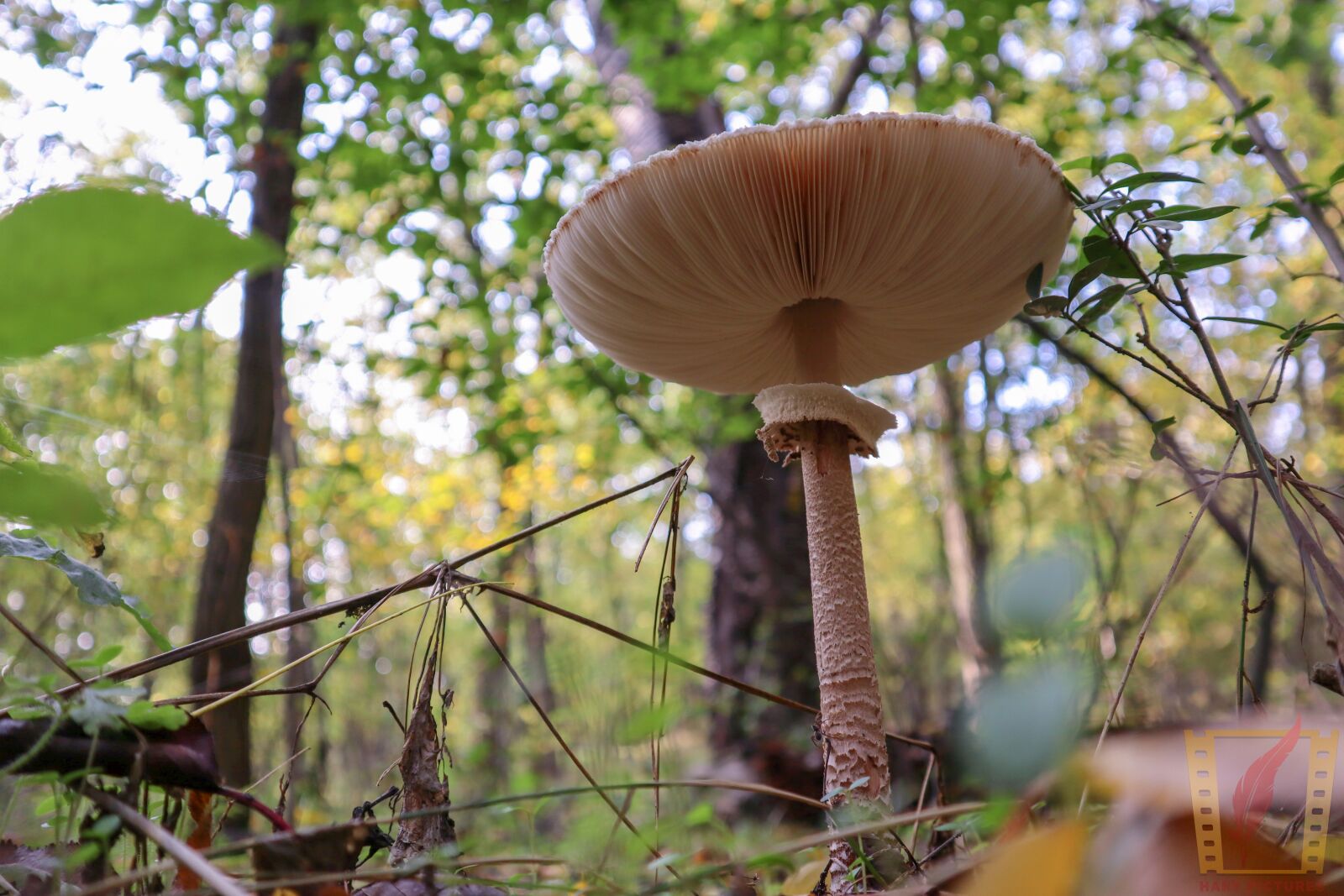 Canon EF-M 15-45mm F3.5-6.3 IS STM sample photo. Autumn, wood, nature photography