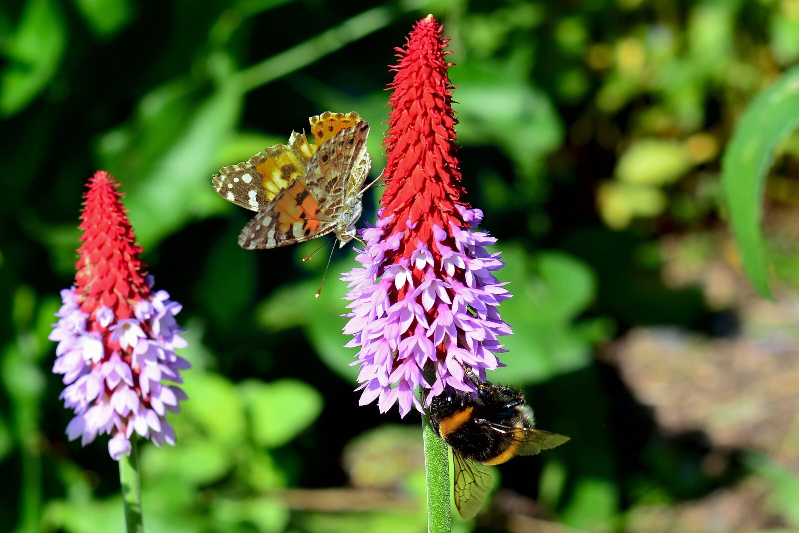 Nikon D5200 sample photo. Butterfly, little fox, hummel photography