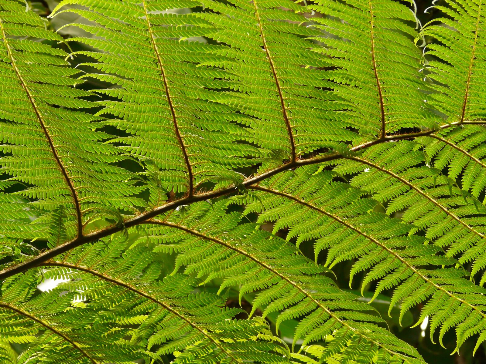 Panasonic DMC-FZ18 sample photo. Tree fern, fern, dicksonia photography