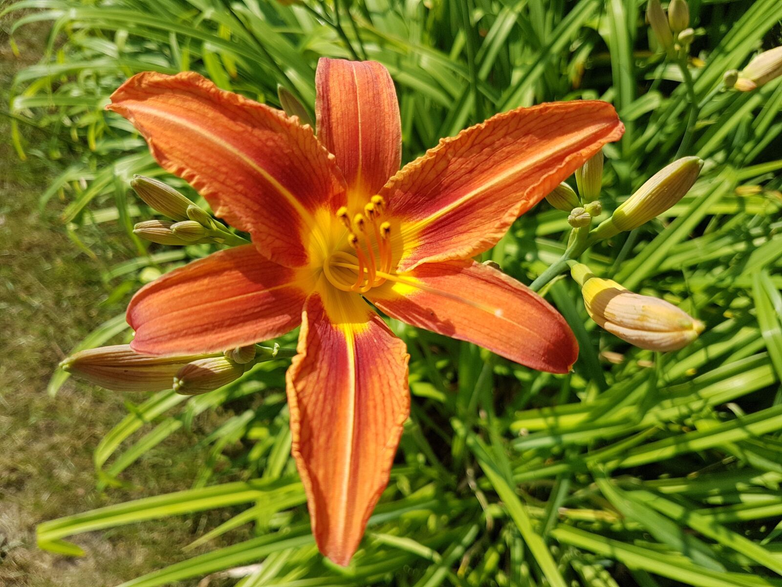 Samsung Galaxy S7 sample photo. Flowers, daylilies, summer photography