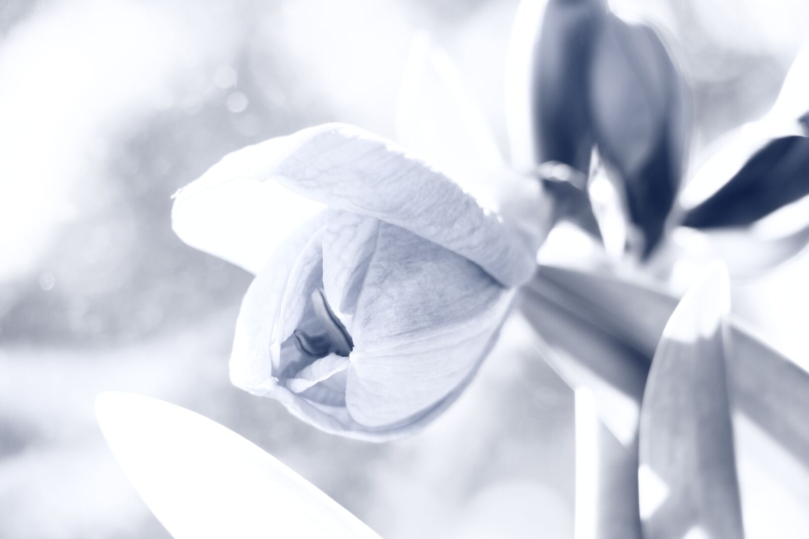 Canon EF-S 18-135mm F3.5-5.6 IS USM sample photo. Amaryllis, hell, tender photography