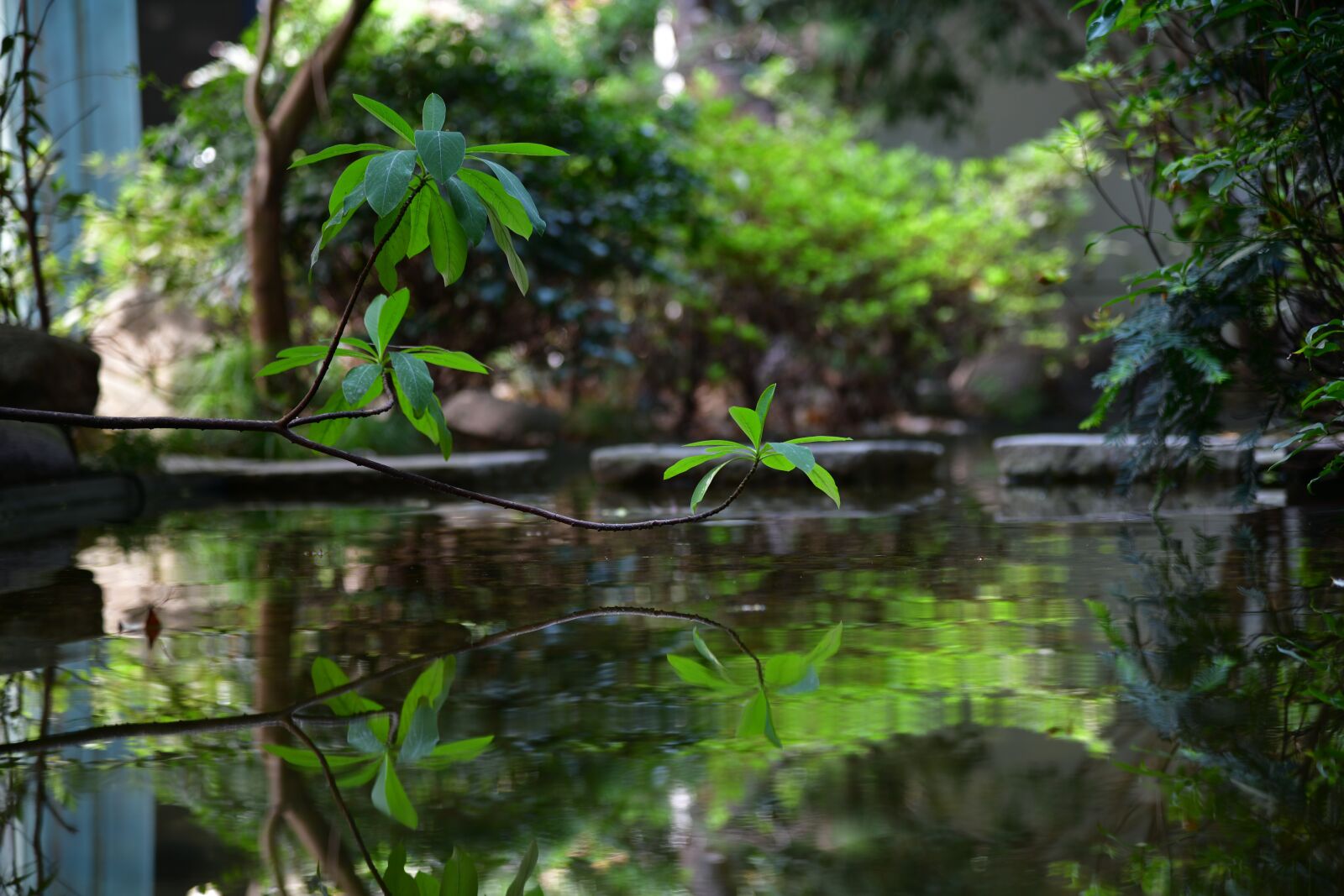 Nikon D850 sample photo. Reflection, water, trees photography