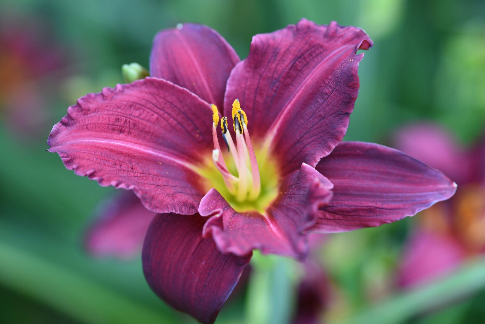 Nikon D750 sample photo. Day-lily, bloom, garden photography