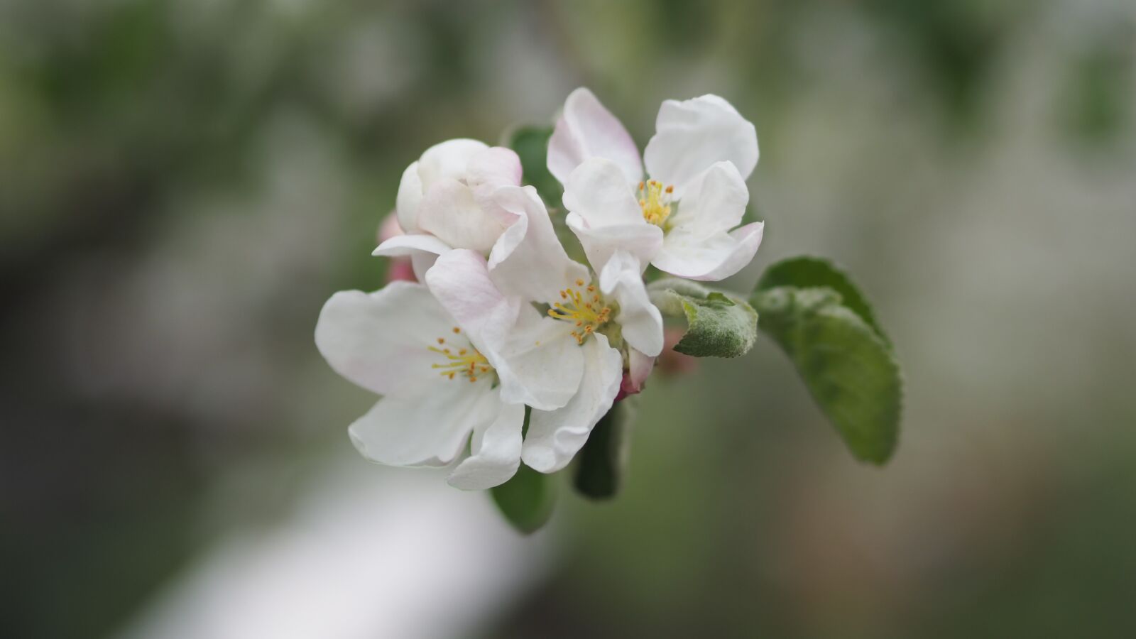 Olympus OM-D E-M10 III sample photo. Flower, apple tree, cee photography