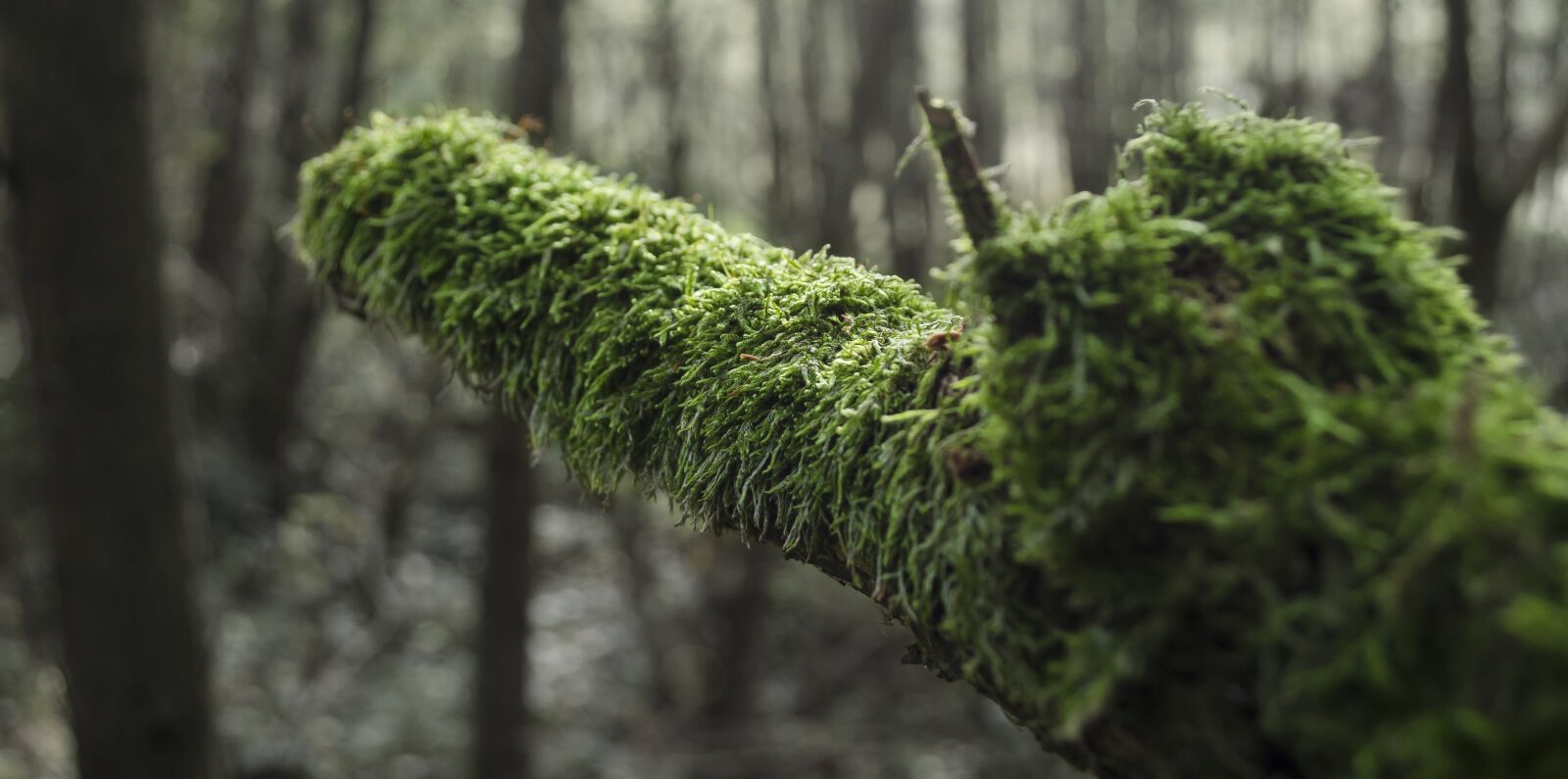 Nikon D5100 sample photo. Nature, green, moss photography