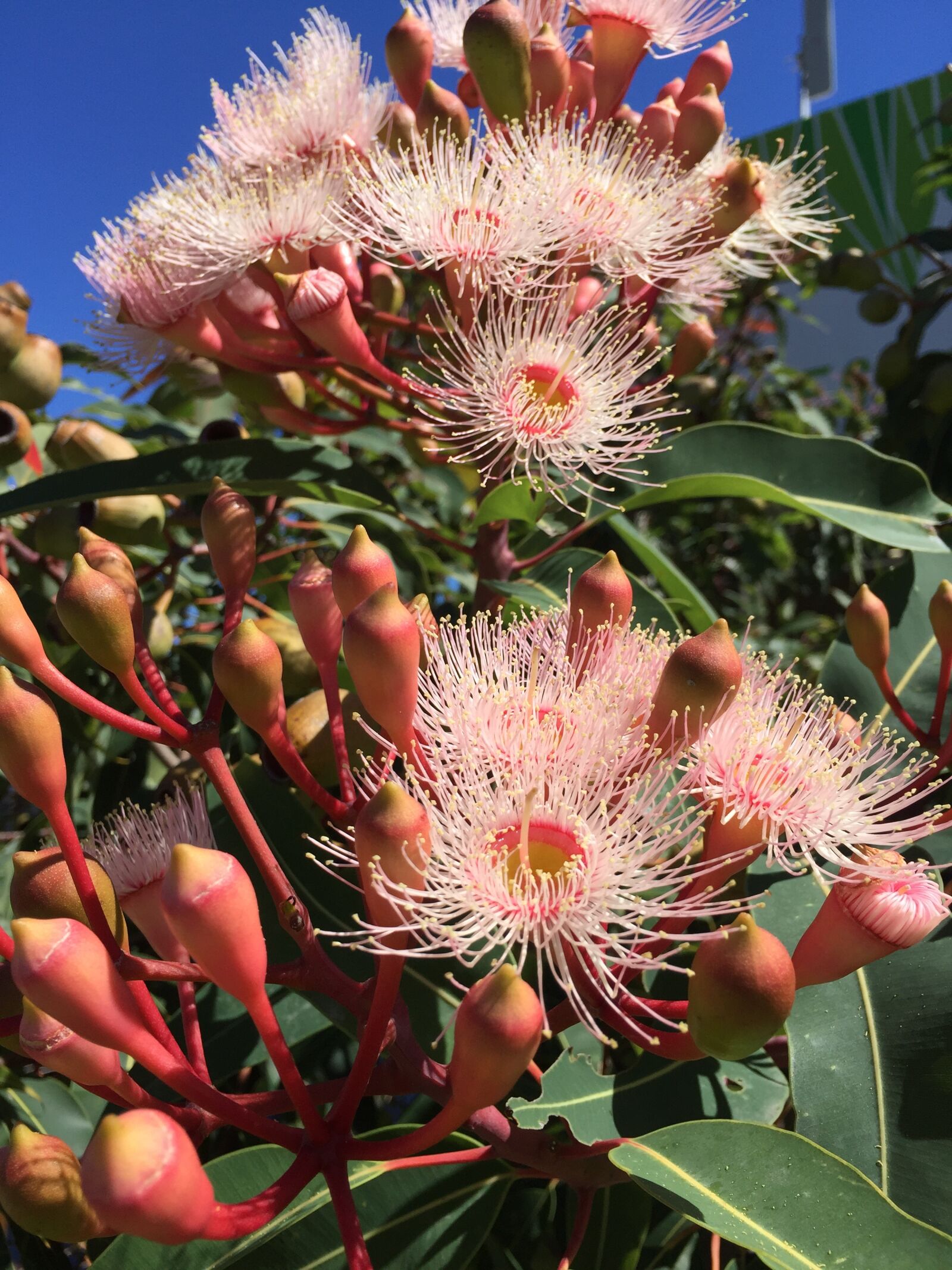 Apple iPhone 6 sample photo. Gum tree, gumnut, gumnut photography