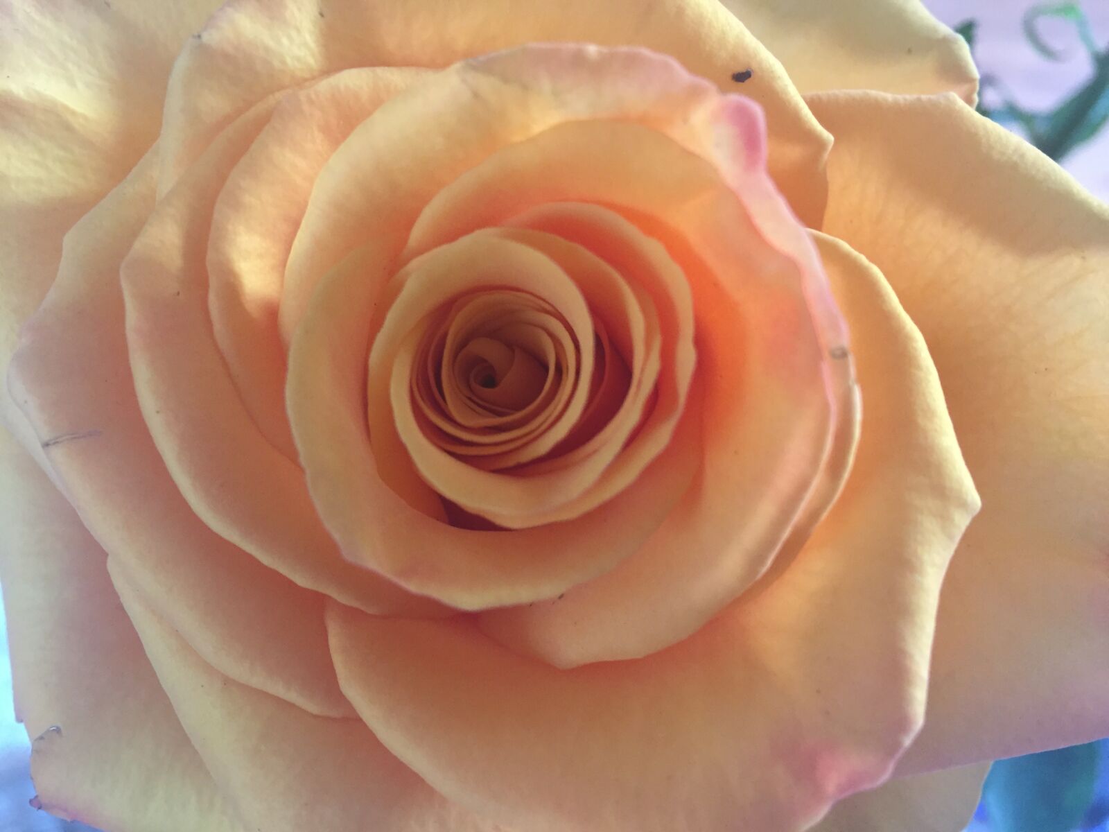 Apple iPhone 6 sample photo. Rose, flower, plant photography