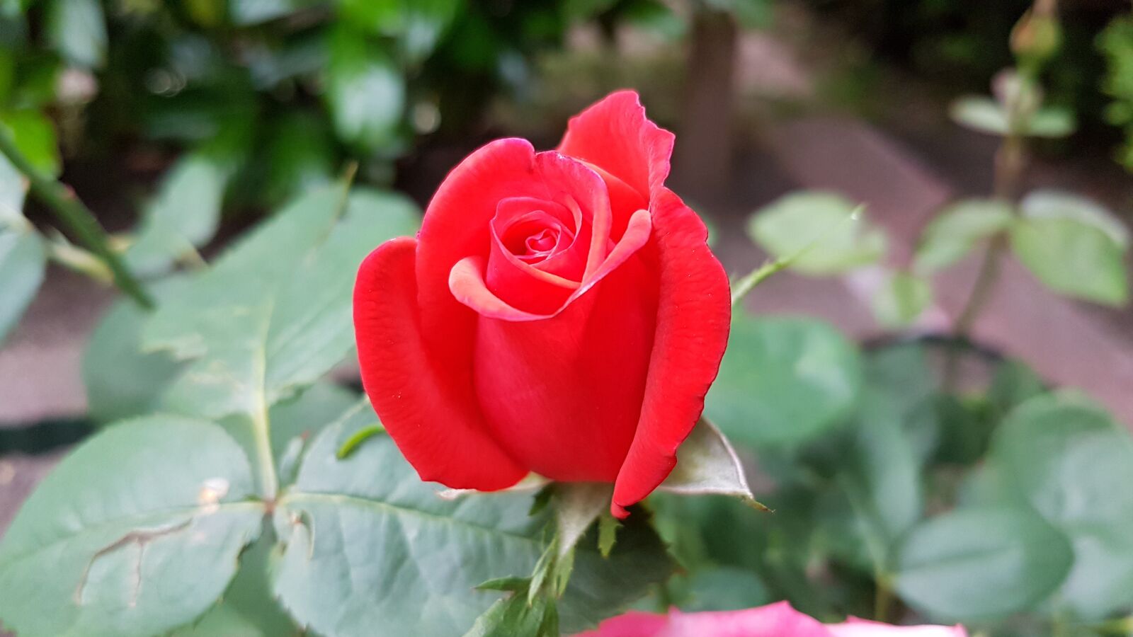 Samsung Galaxy S7 sample photo. Roses, blossom, bloom photography