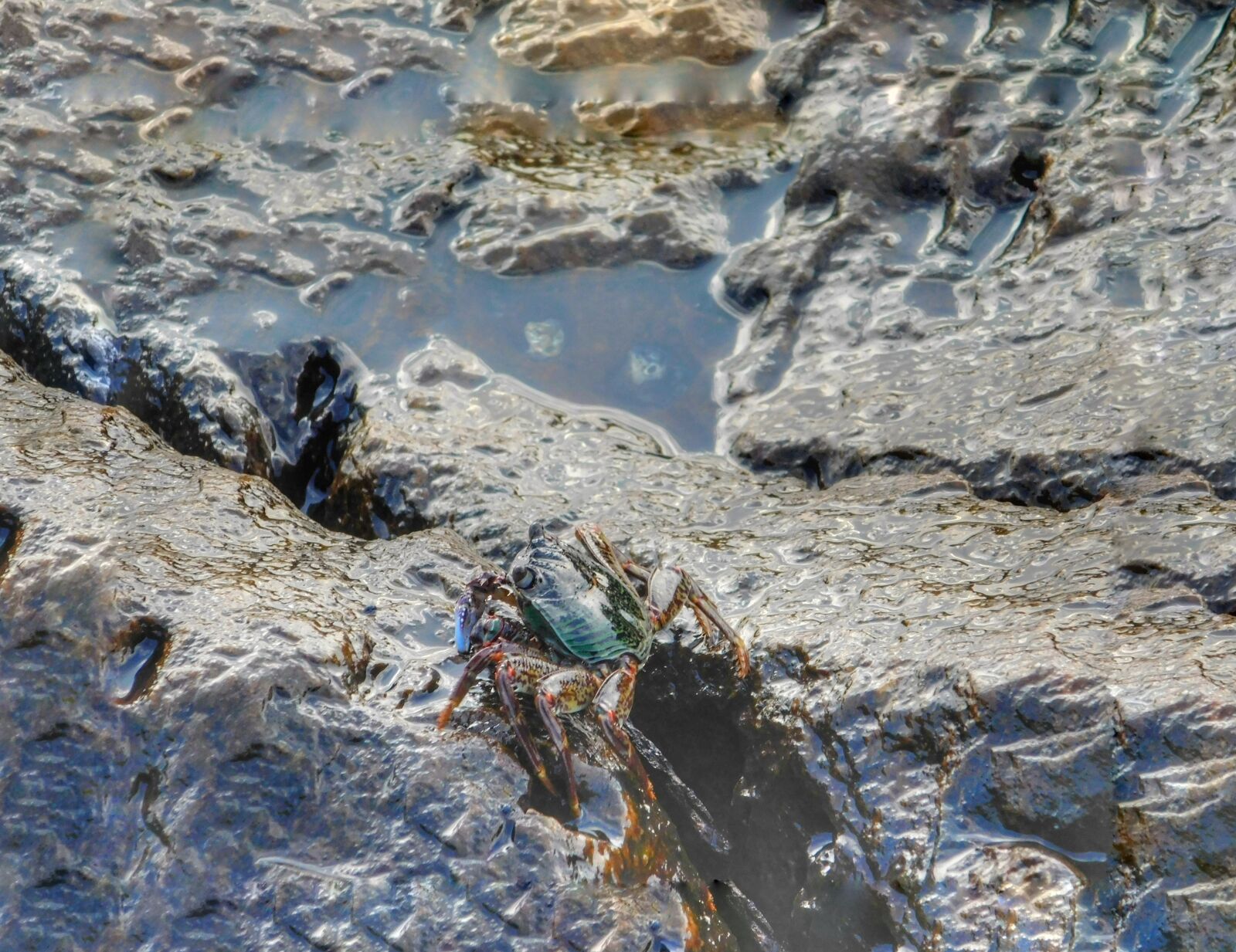 Nikon Coolpix L840 sample photo. Water animal, stone, water photography