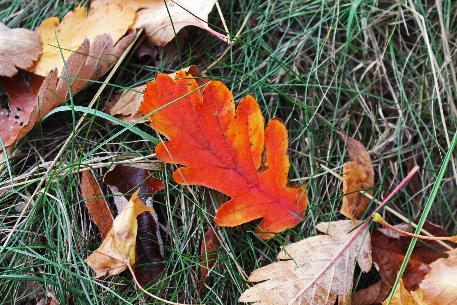 Canon EOS 700D (EOS Rebel T5i / EOS Kiss X7i) sample photo. Fall foliage, oak leaf photography