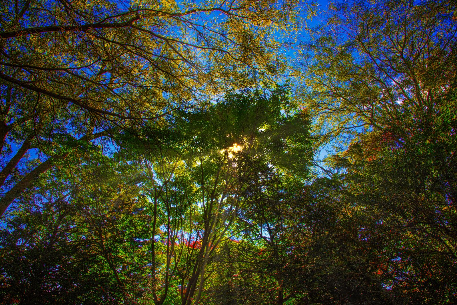 Nikon D750 sample photo. Trees, sunbeams, fall photography