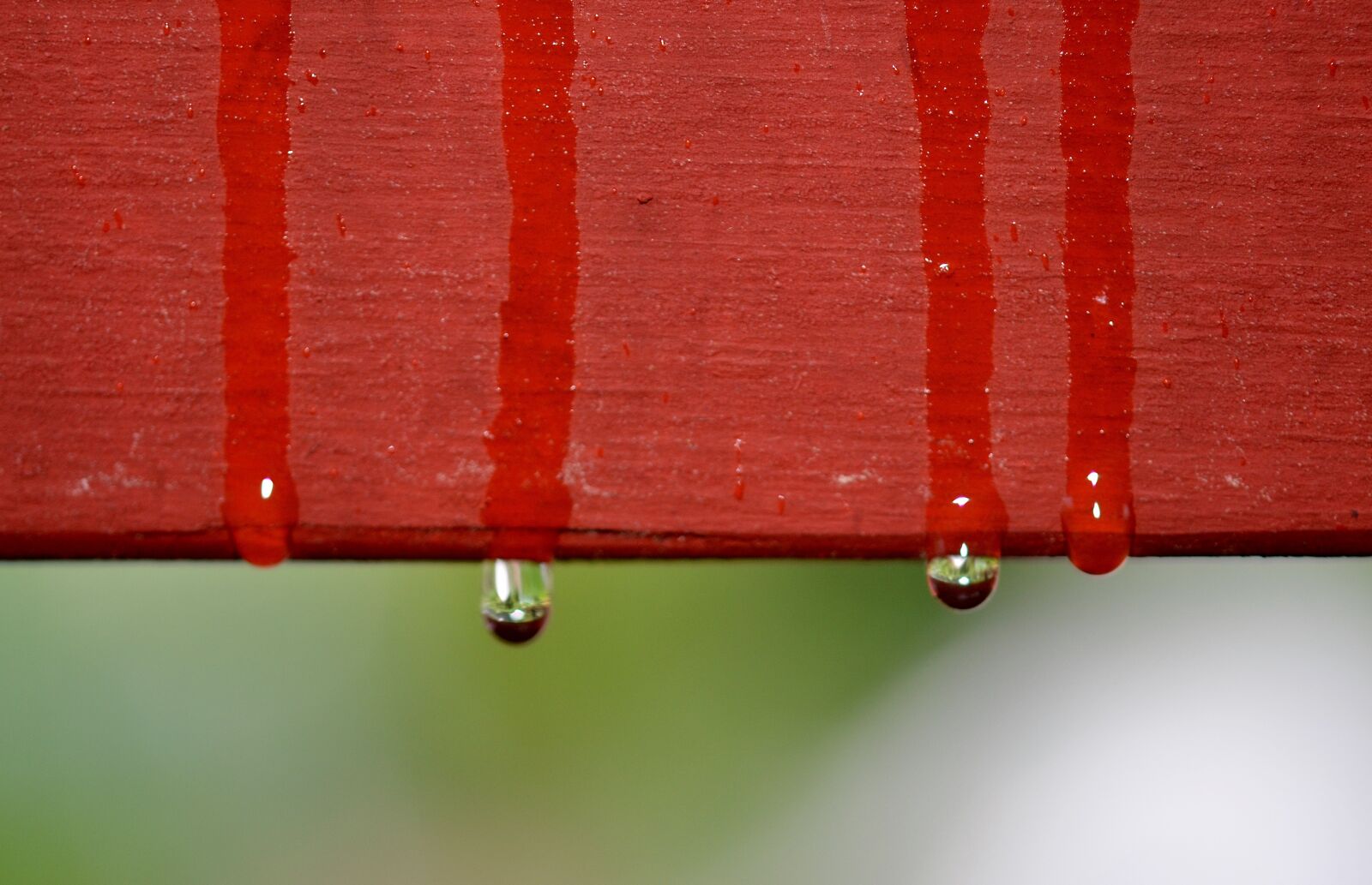 Nikon D7000 sample photo. Drop, rain, rain drops photography