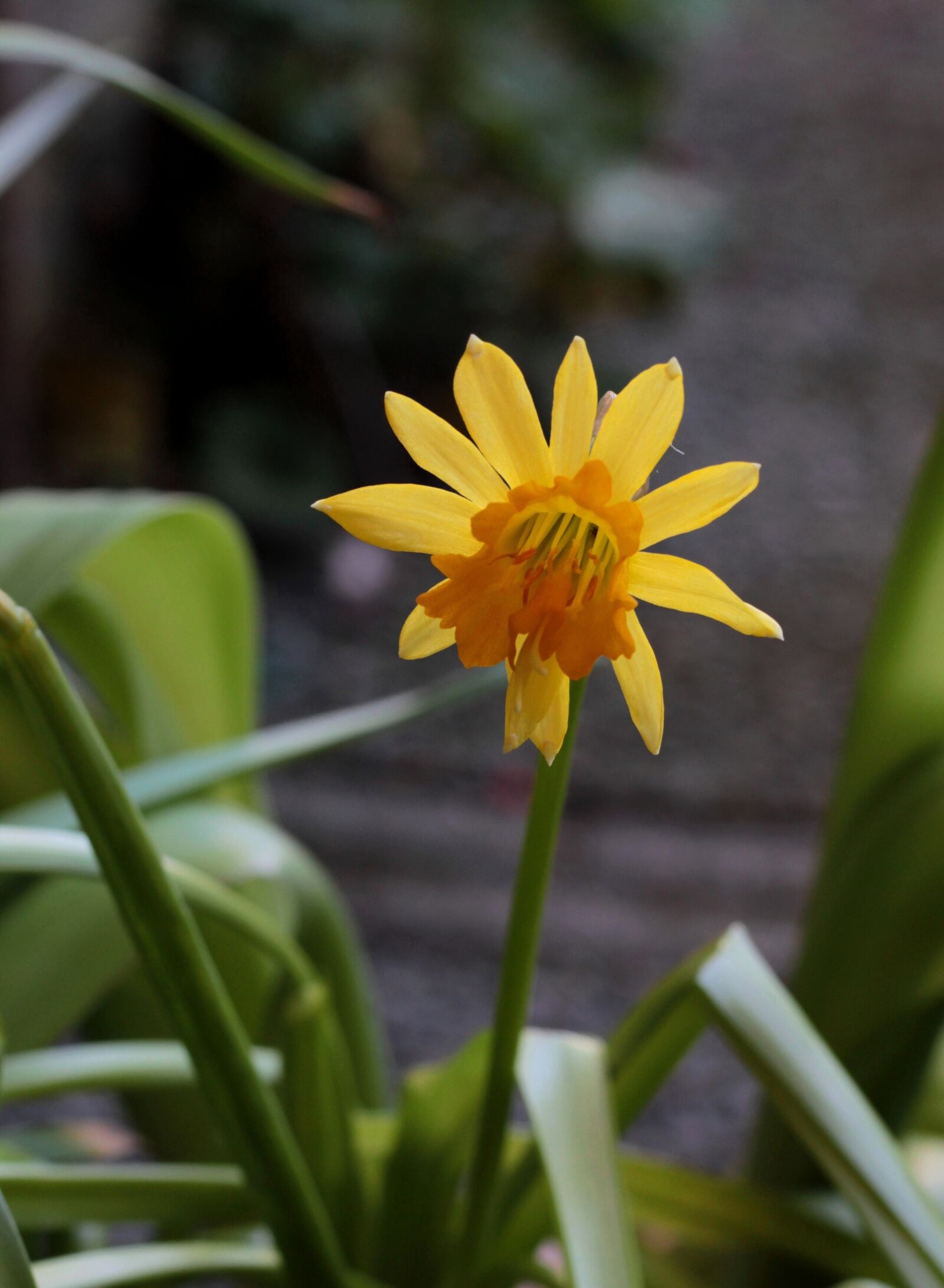 Canon EOS 600D (Rebel EOS T3i / EOS Kiss X5) + Canon EF 50mm F1.8 STM sample photo. Narcis, yellow, spring photography