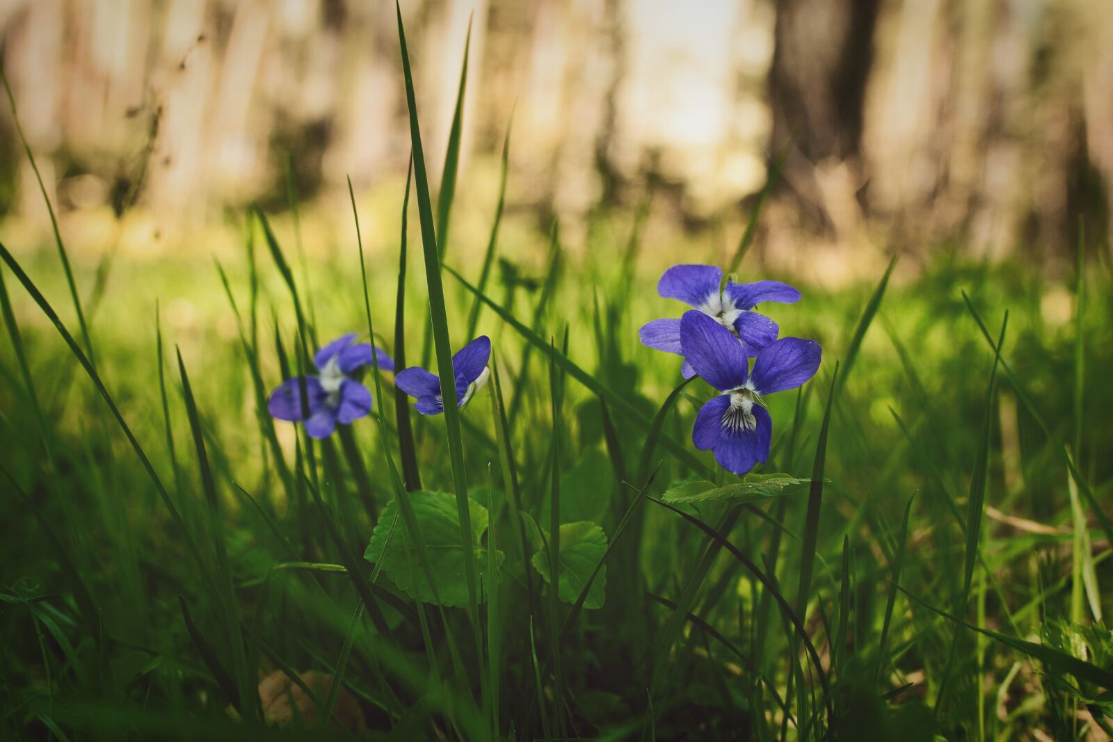 Nikon D7100 sample photo. Violet, forest, flower photography