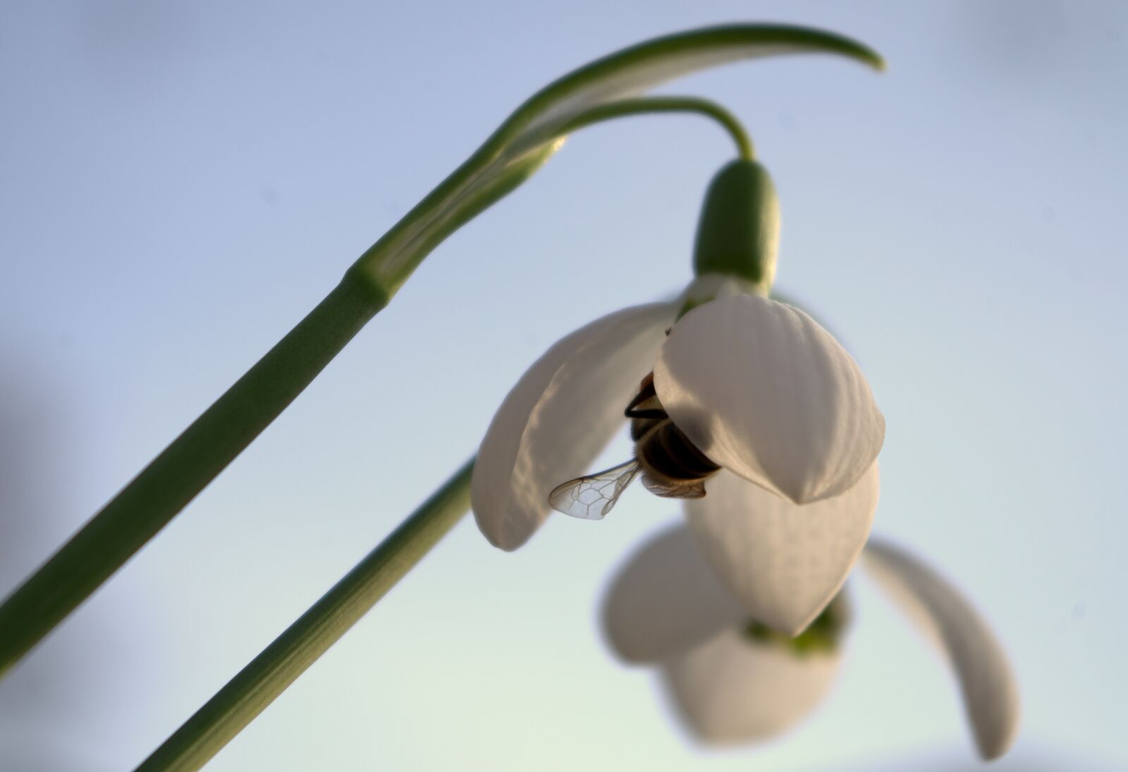 Pentax K-30 sample photo. Early bloomer, snowdrop, spring photography