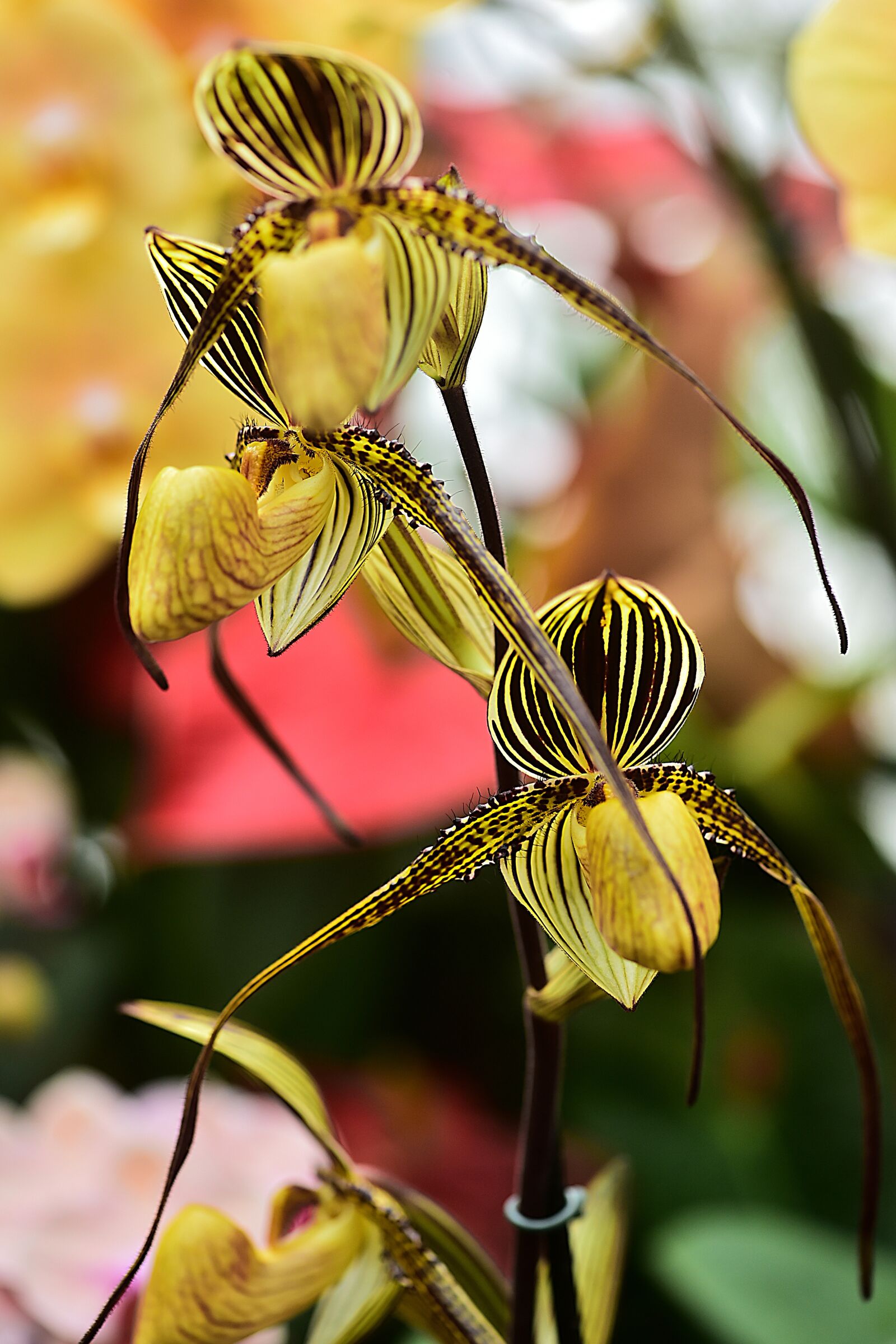 Nikon D4S sample photo. Flower, flowers, orchids photography