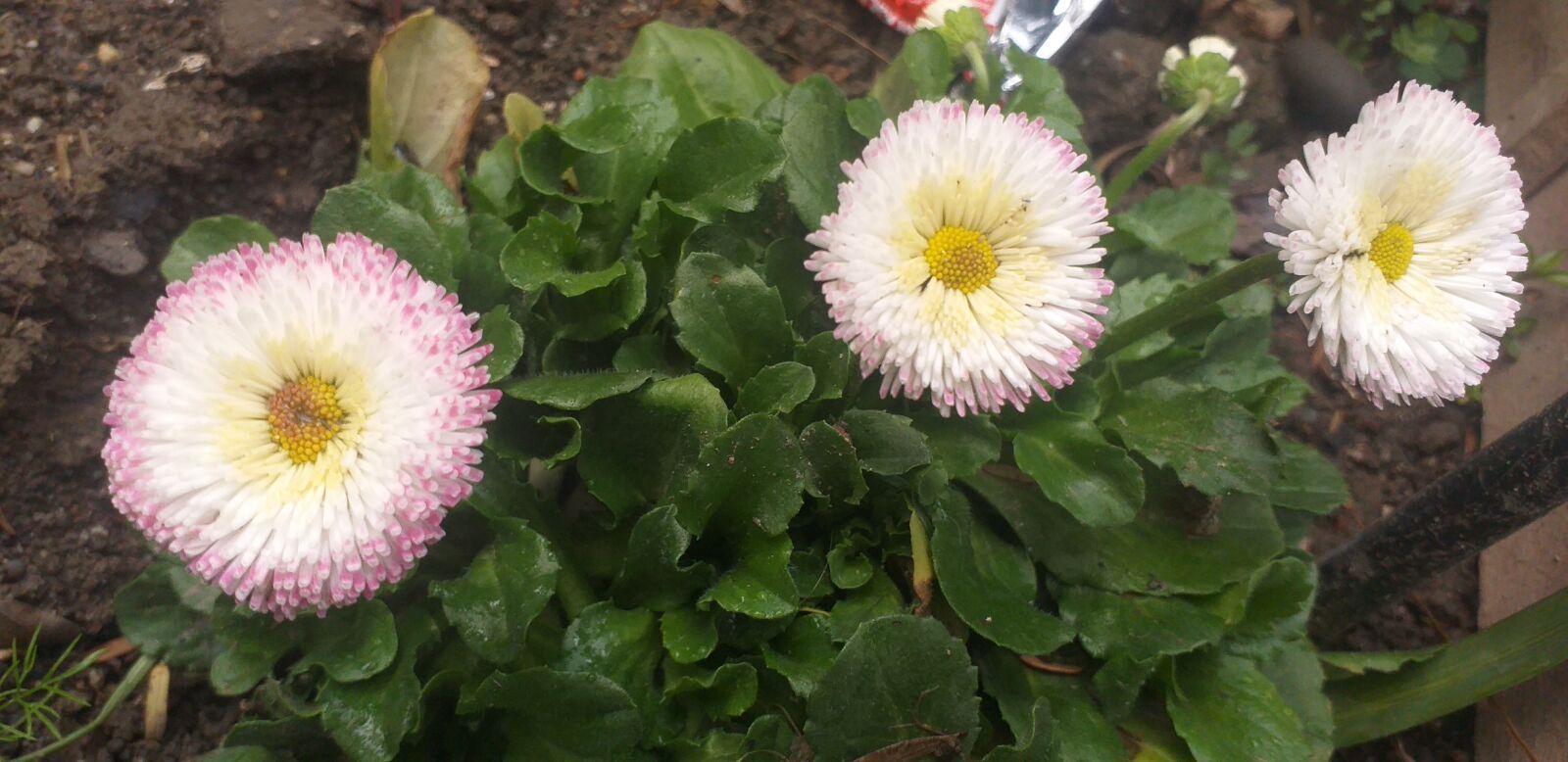 Samsung Galaxy J4+ sample photo. Flower, nature, summer photography