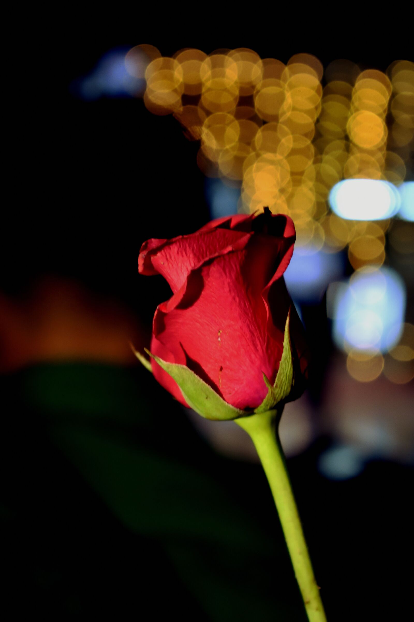 Nikon D3400 sample photo. Roses, bokeh, nice photography