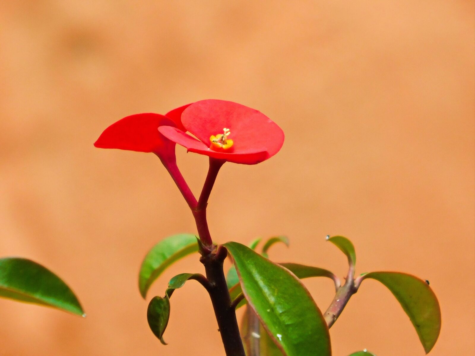 Nikon Coolpix B500 sample photo. Red flowers, nature, garden photography