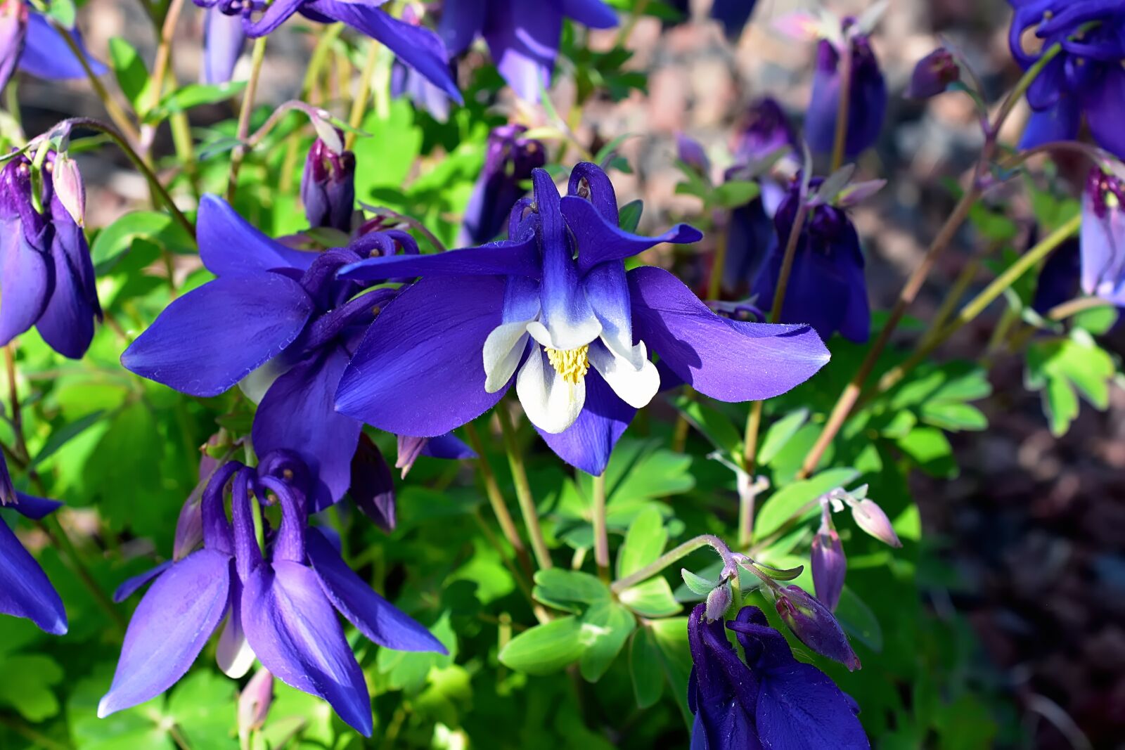 Nikon D7200 sample photo. Columbine, blue, blossom photography