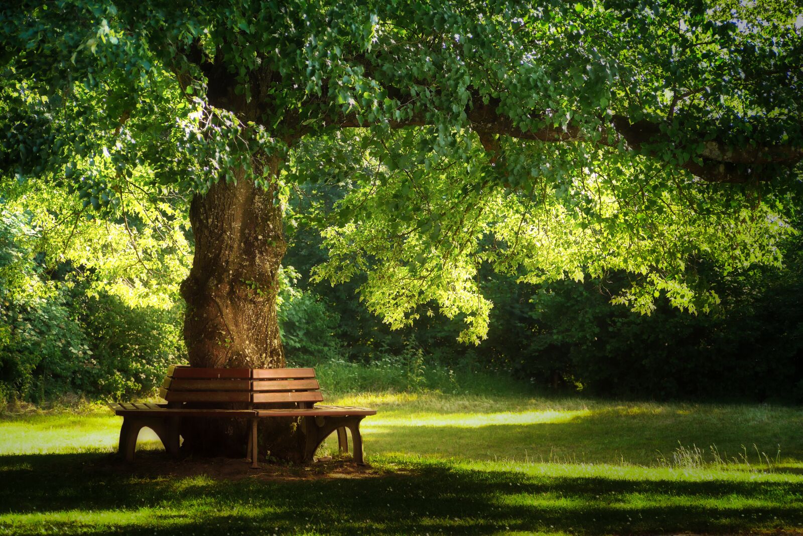 Panasonic Lumix DMC-GX7 sample photo. Tree, nature, park photography