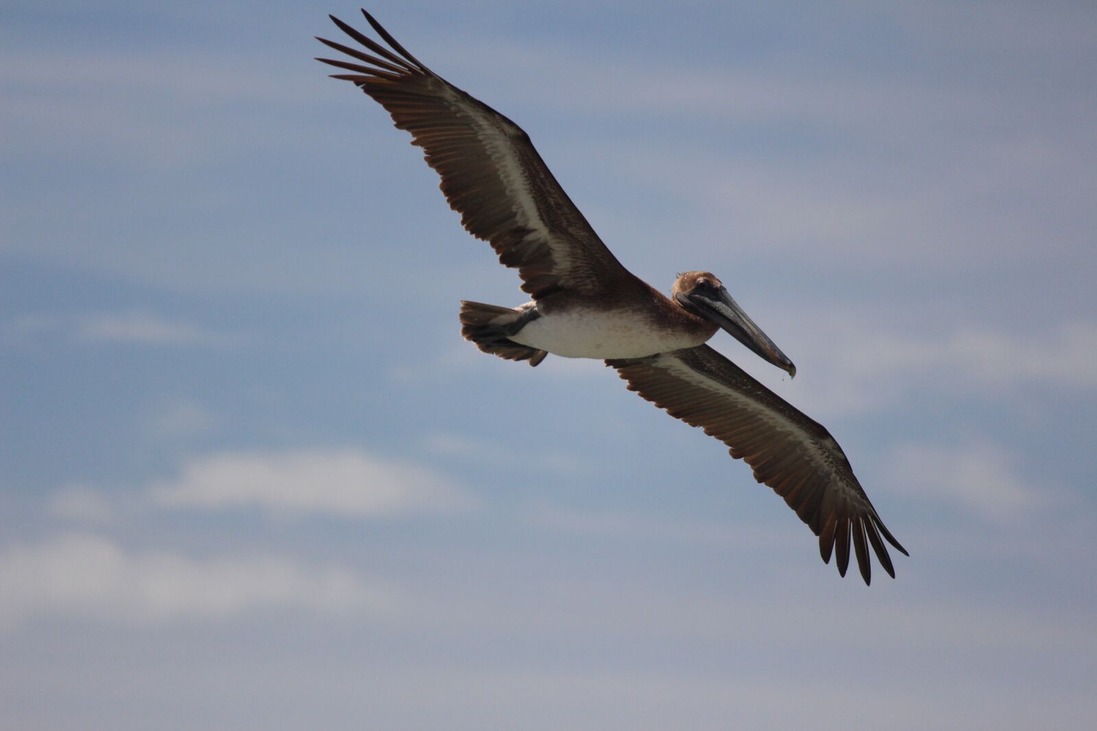 Canon EOS 700D (EOS Rebel T5i / EOS Kiss X7i) sample photo. Bird, flight, pelican photography