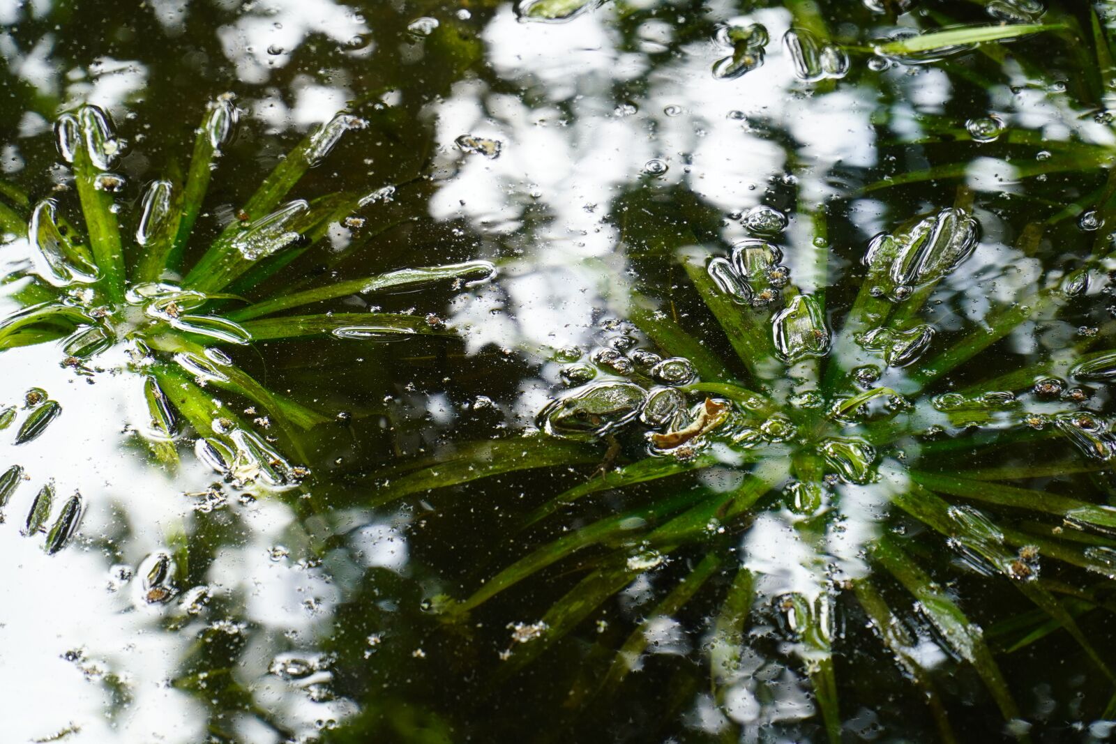Sony E PZ 18-105mm F4 G OSS sample photo. Pond, aquatic plant, nature photography