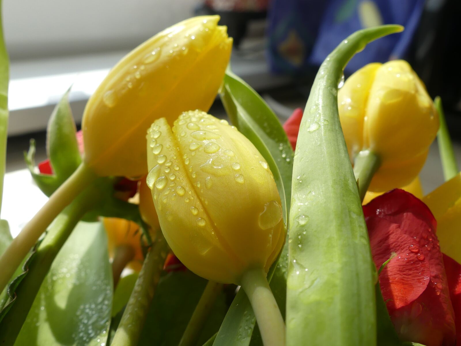 Panasonic Lumix DMC-FZ300 sample photo. Tulip bouquet, spring, close photography