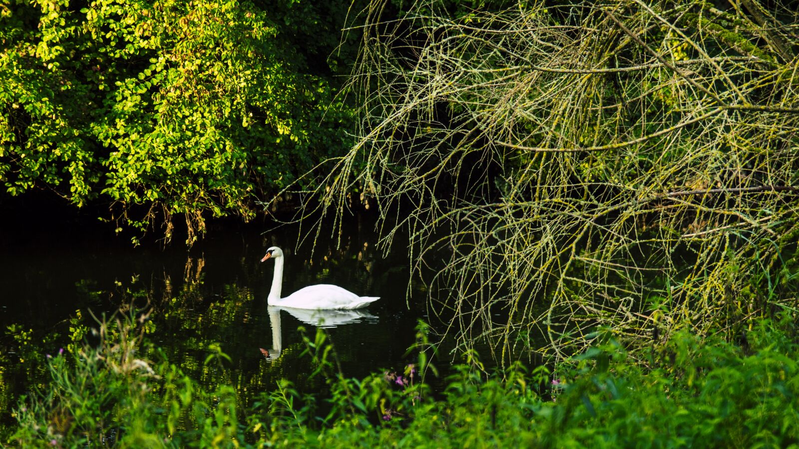Canon EOS 650D (EOS Rebel T4i / EOS Kiss X6i) sample photo. Swan, danube, swim photography
