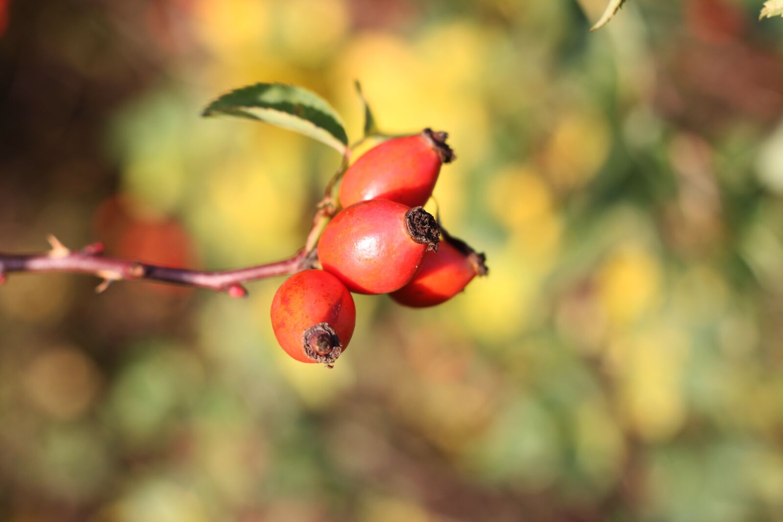 Canon EOS 500D (EOS Rebel T1i / EOS Kiss X3) sample photo. Autumn, tree, nature photography