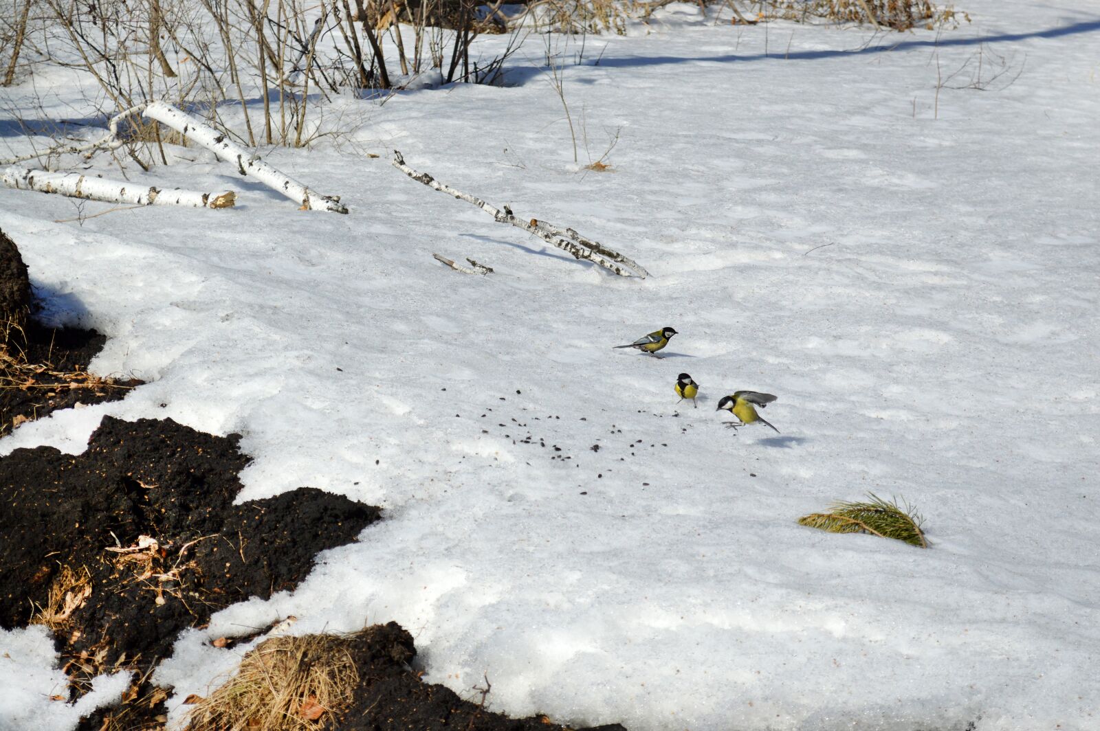 Nikon D3200 sample photo. Spring, birds, tit photography